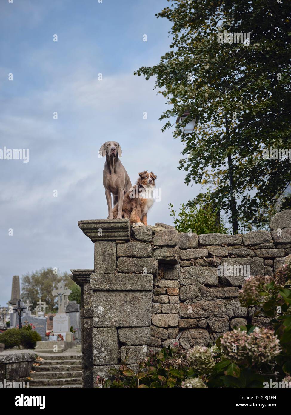 Two dogs on the cemetery wall in Locronan in the department of Finistère in Brittany. Locronan's historic setting is featured in many film and television productions. Locronan is a popular destination for excursions. Stock Photo
