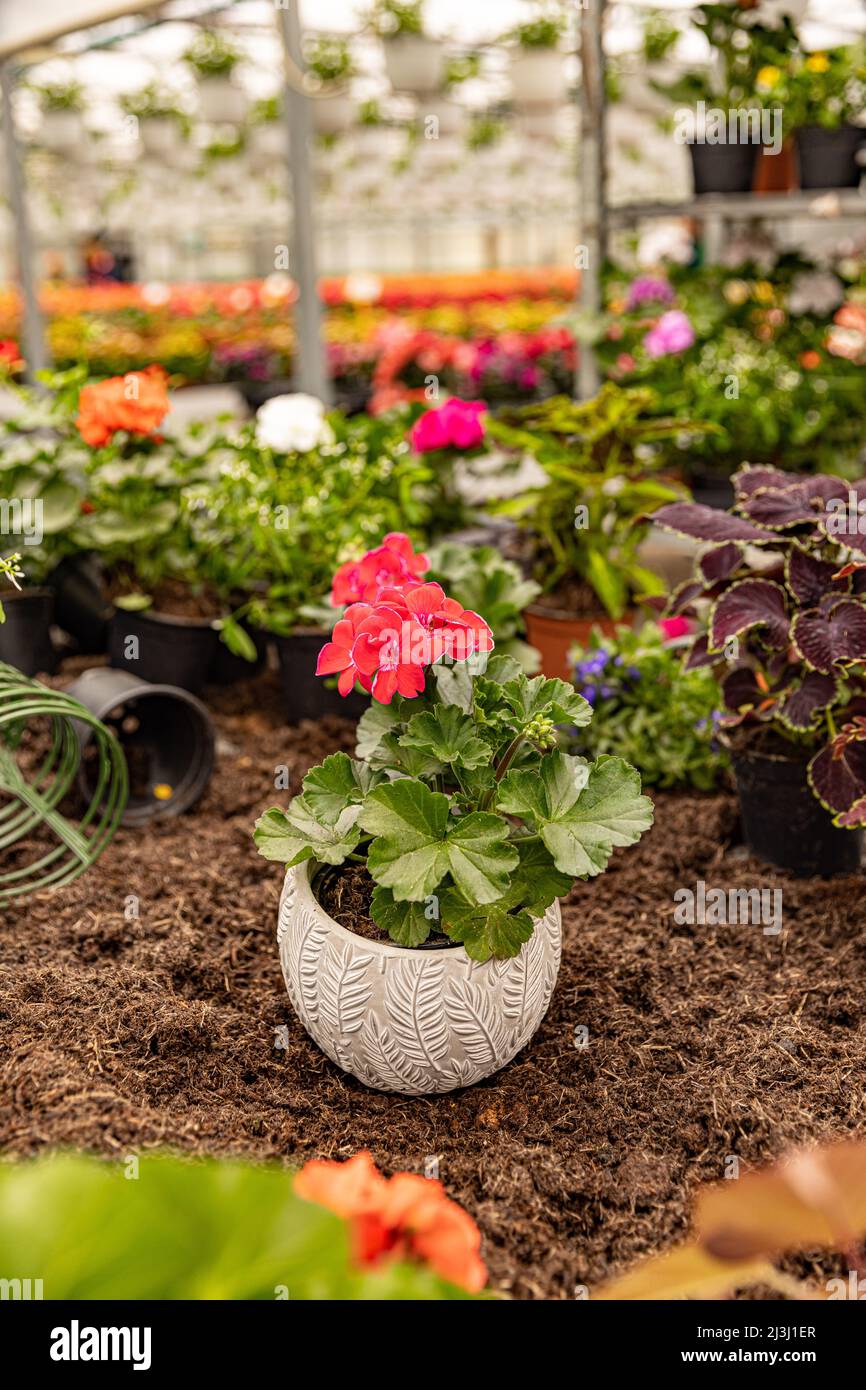 Red garden geranium flower in pot, greenhouse on background Stock Photo