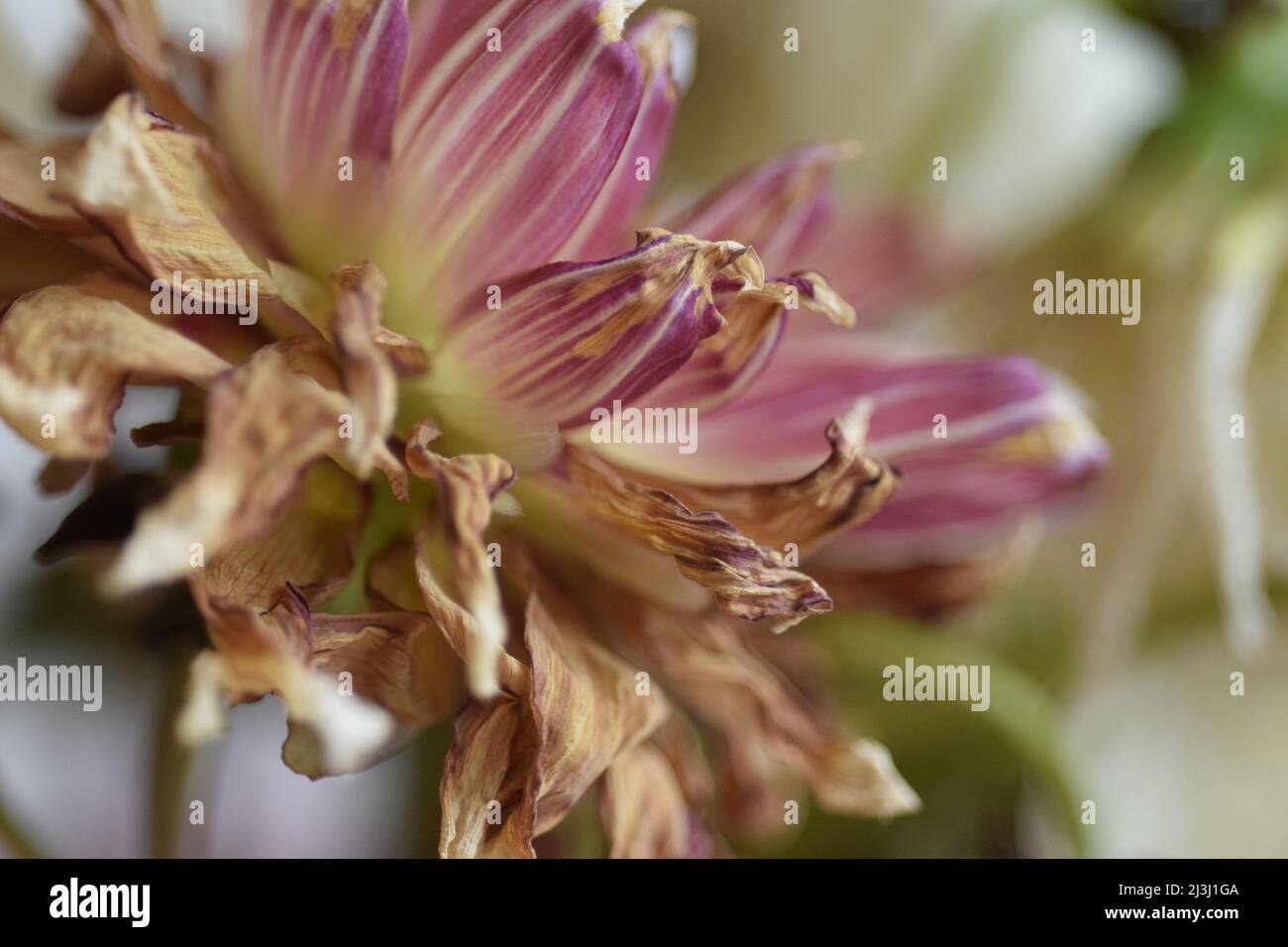 dying dahlia flower Stock Photo Alamy
