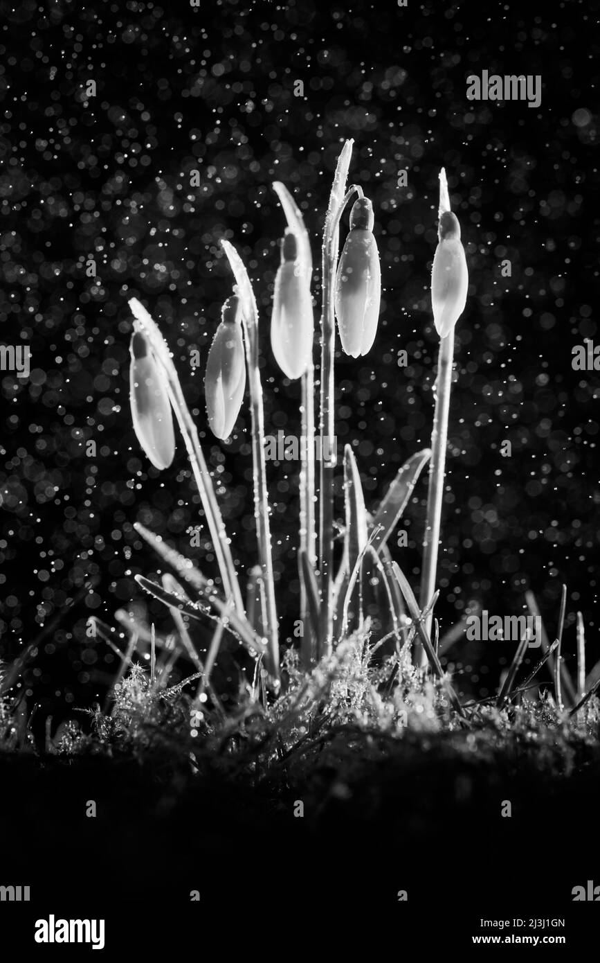 Early blooming flowers bloom Black and White Stock Photos & Images - Alamy