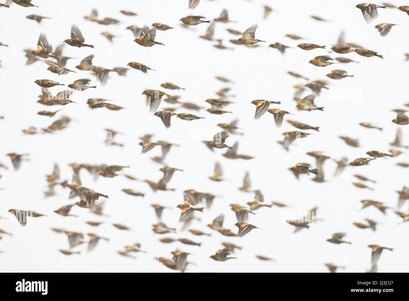 Finches, flock, brambling, winter visitors Stock Photo Alamy