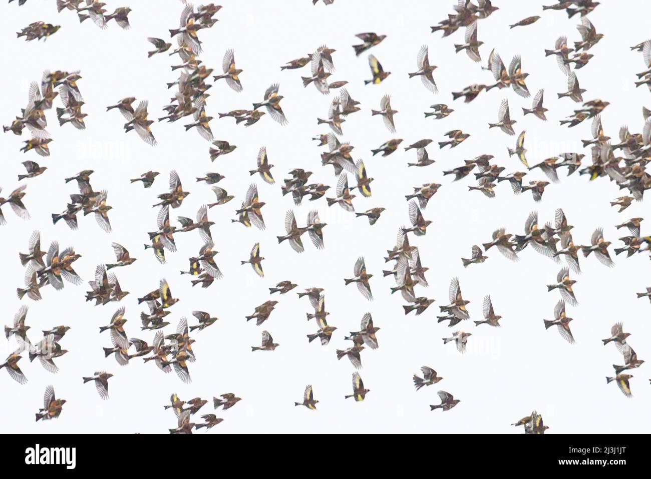 Finches, flock, brambling, winter visitors Stock Photo