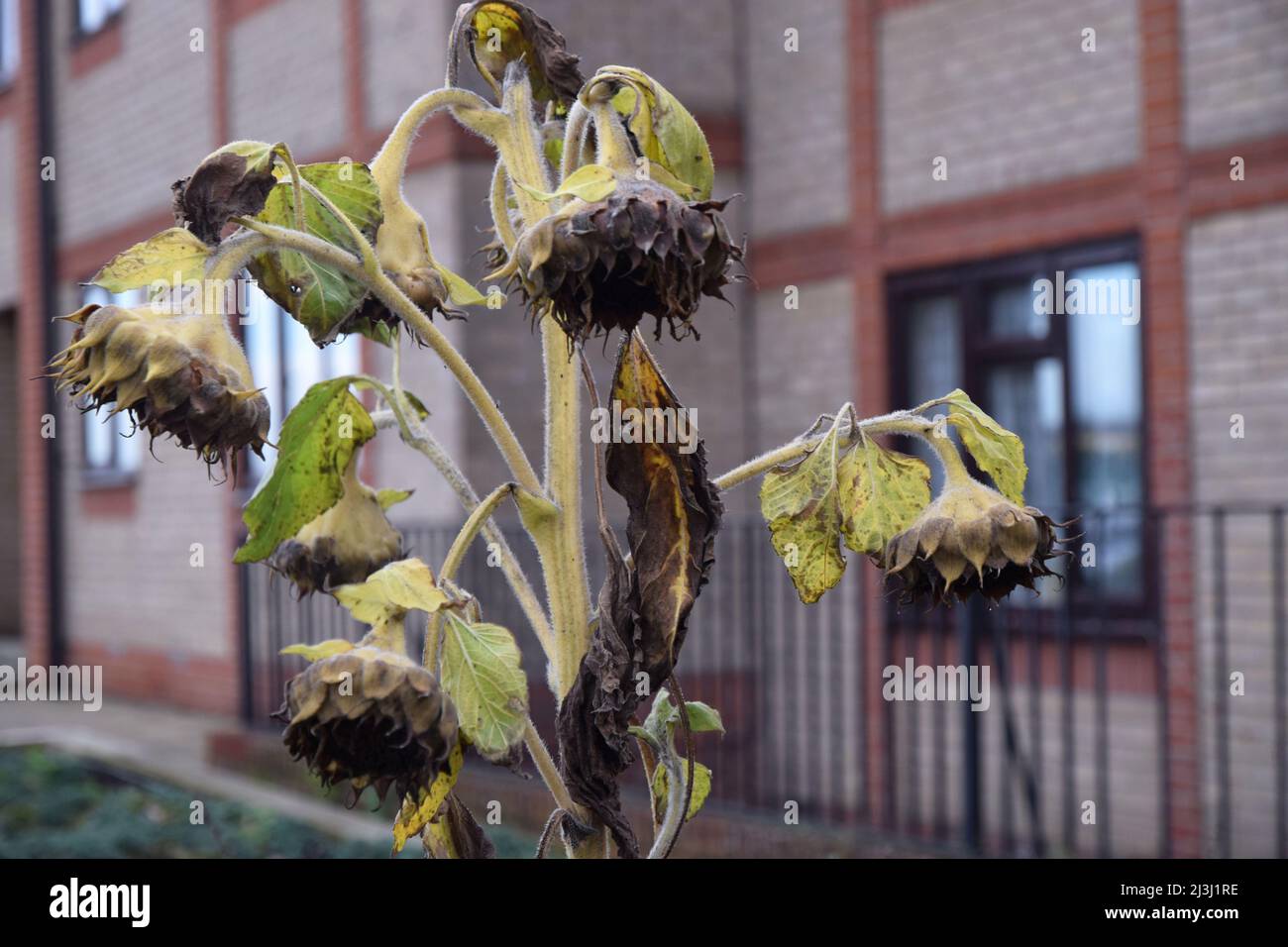 dying sunflowers, england Stock Photo Alamy