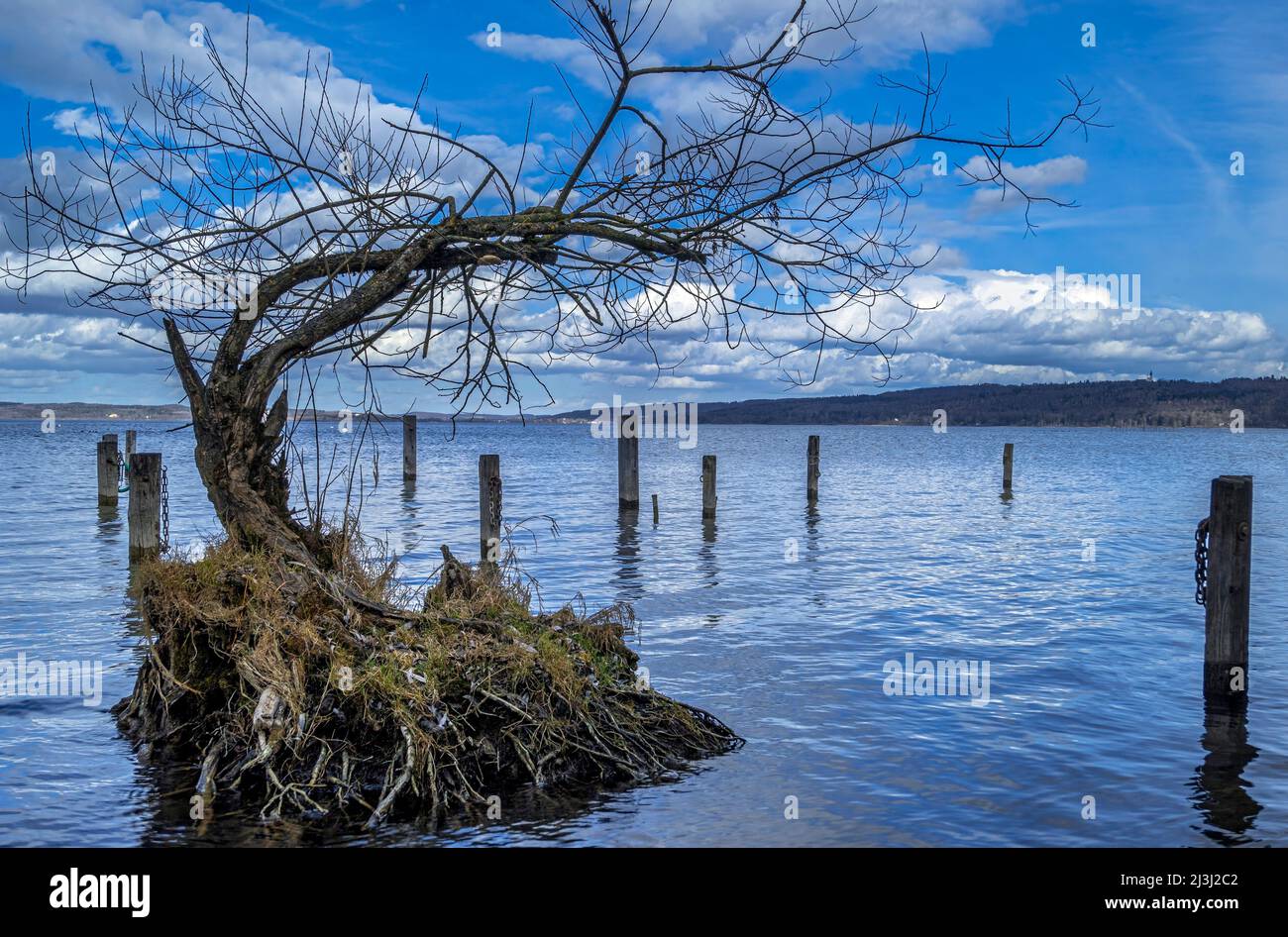 A tree with roots in water at Ammersee, Bavaria, Germany, Europe Stock Photo