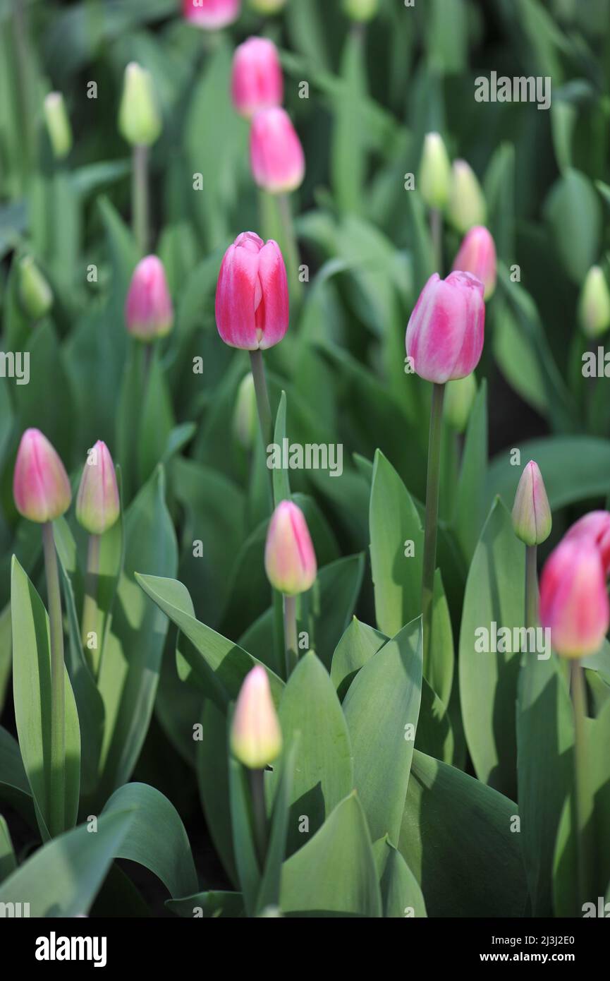 Pink and white Triumph tulips (Tulipa) Circuit bloom in a garden in