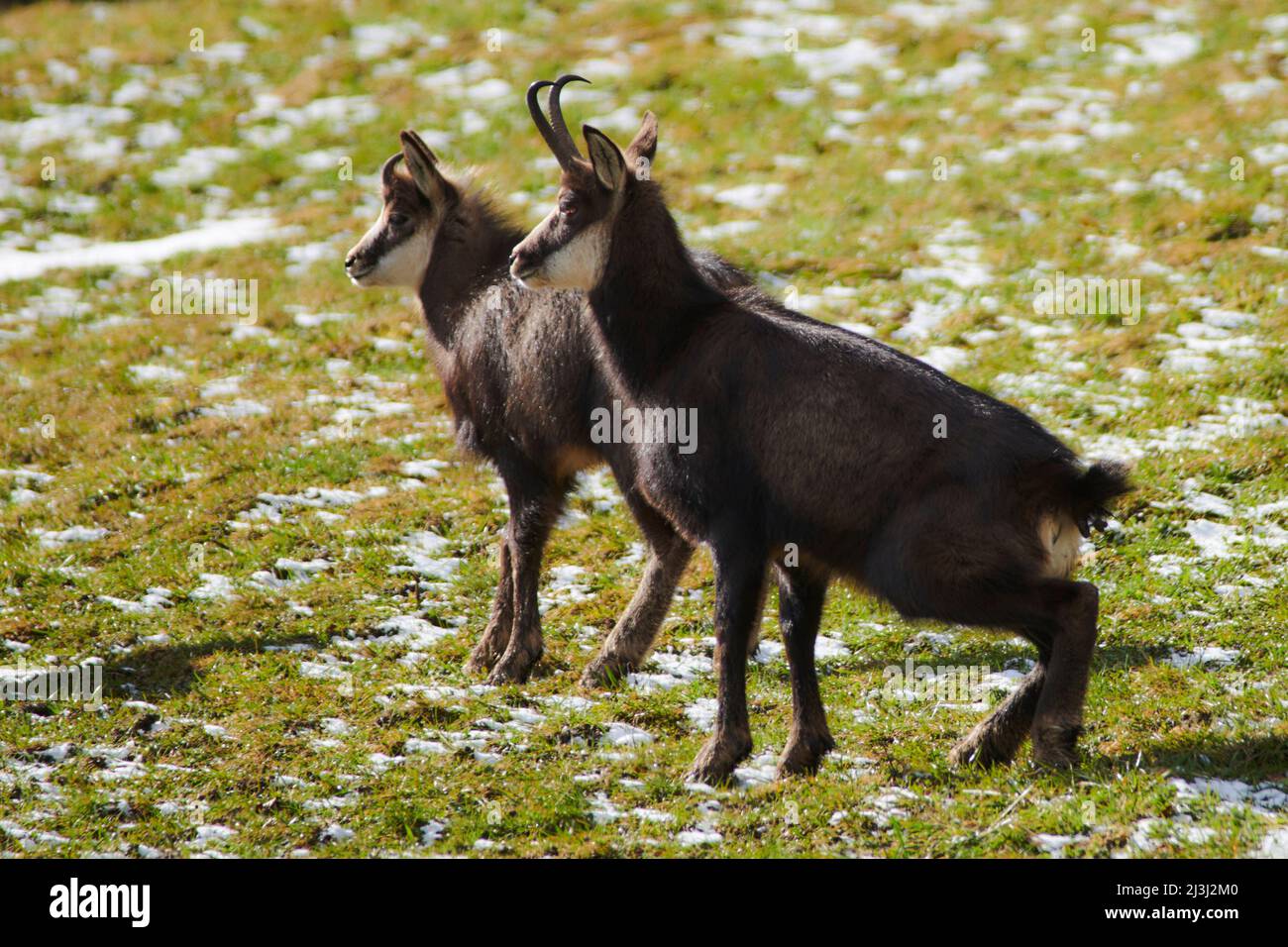 Chamois in the wild Stock Photo