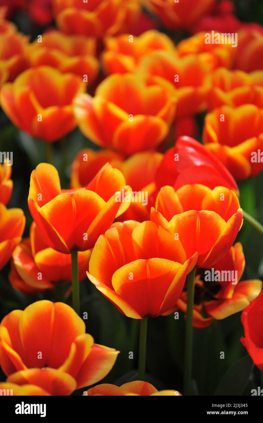 Orange with yellow edges Darwin Hybrid tulips (Tulipa) Confucius bloom in a garden in March Stock Photo
