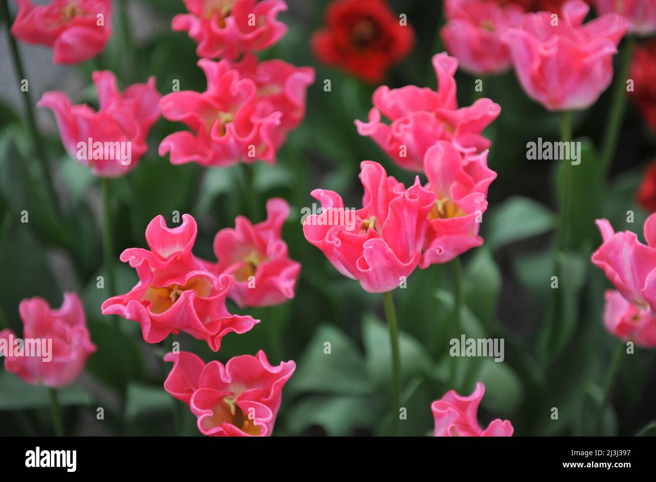 Pink Coronet tulips (Tulipa) Crown of Dynasty bloom in a garden in March Stock Photo