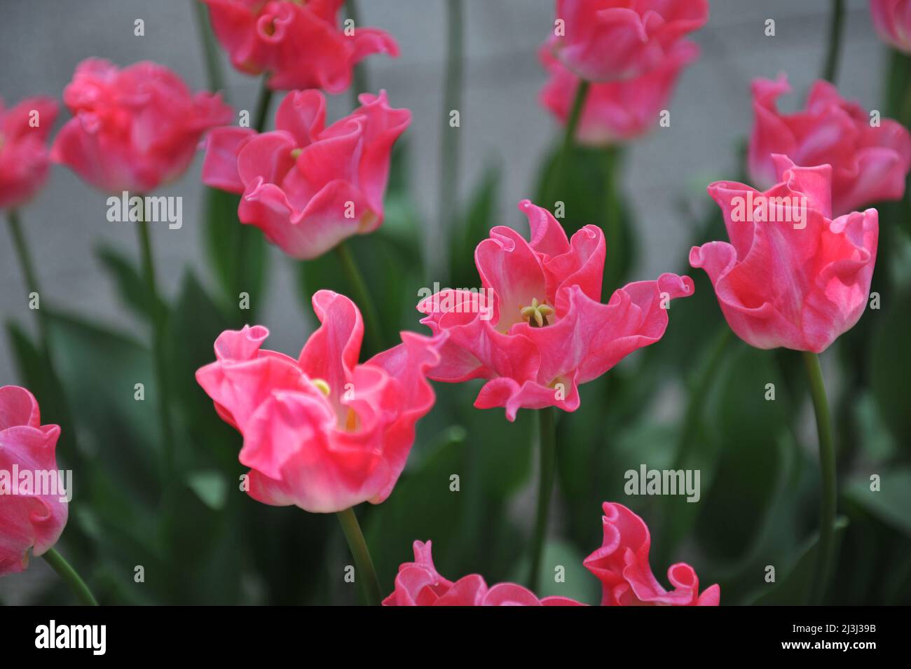 Pink Coronet tulips (Tulipa) Crown of Dynasty bloom in a garden in March Stock Photo