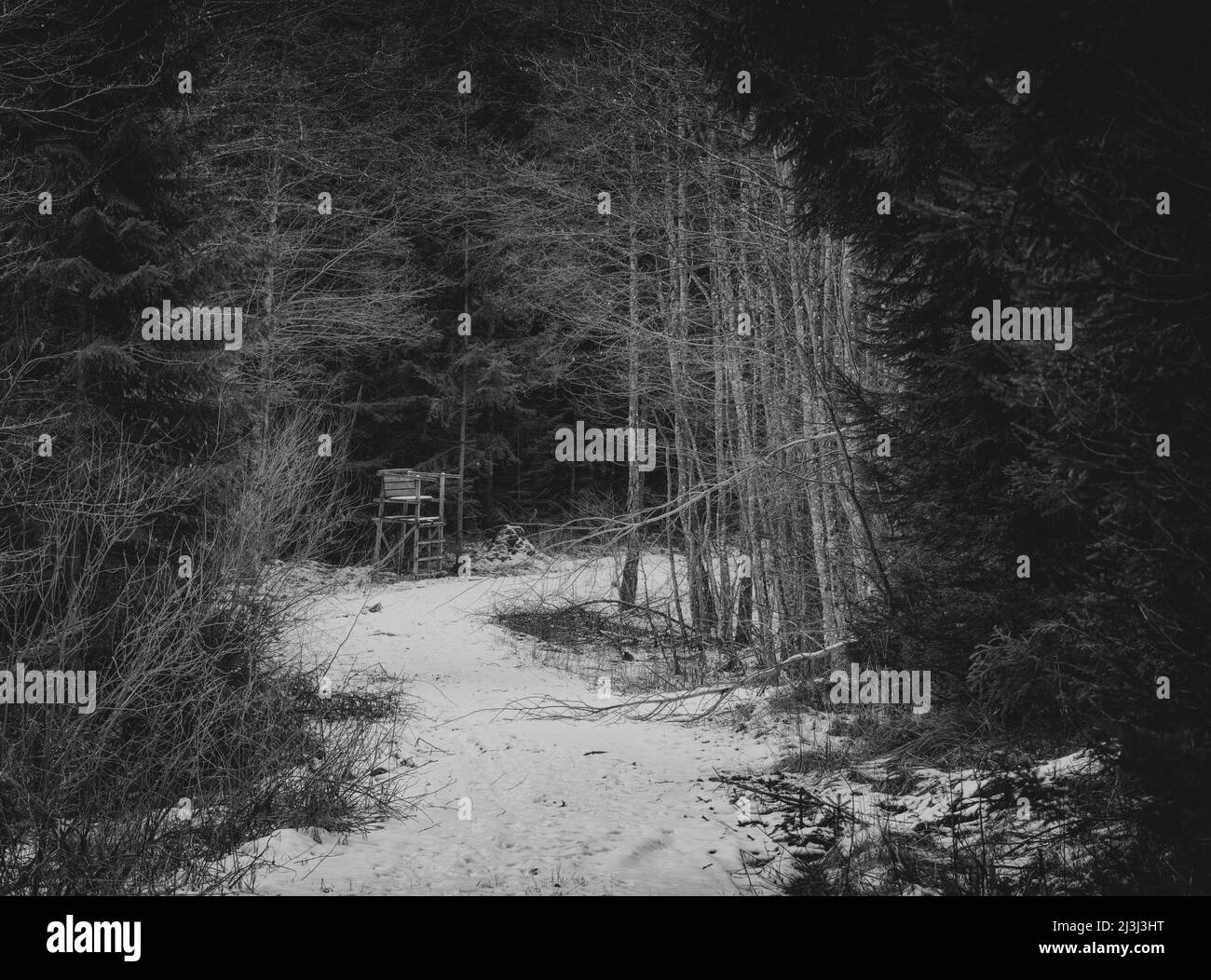 Coniferous forest path pathway Black and White Stock Photos & Images ...