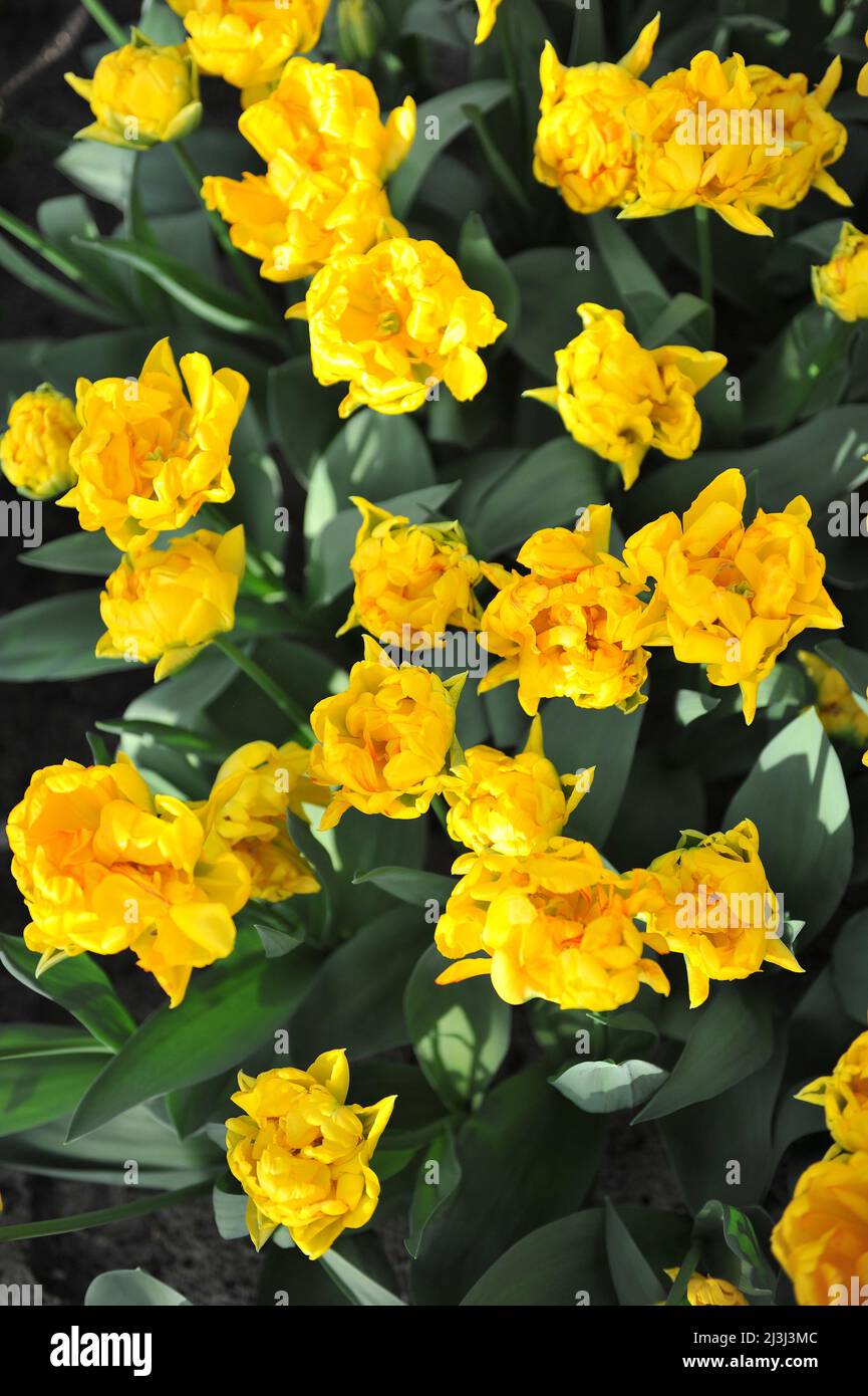 Yellow peony-flowered Double Early tulips (Tulipa) Dancing Queen bloom in a garden in March Stock Photo
