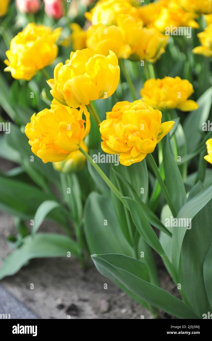 Yellow peony-flowered Double Early tulips (Tulipa) Dancing Queen bloom in a garden in March Stock Photo