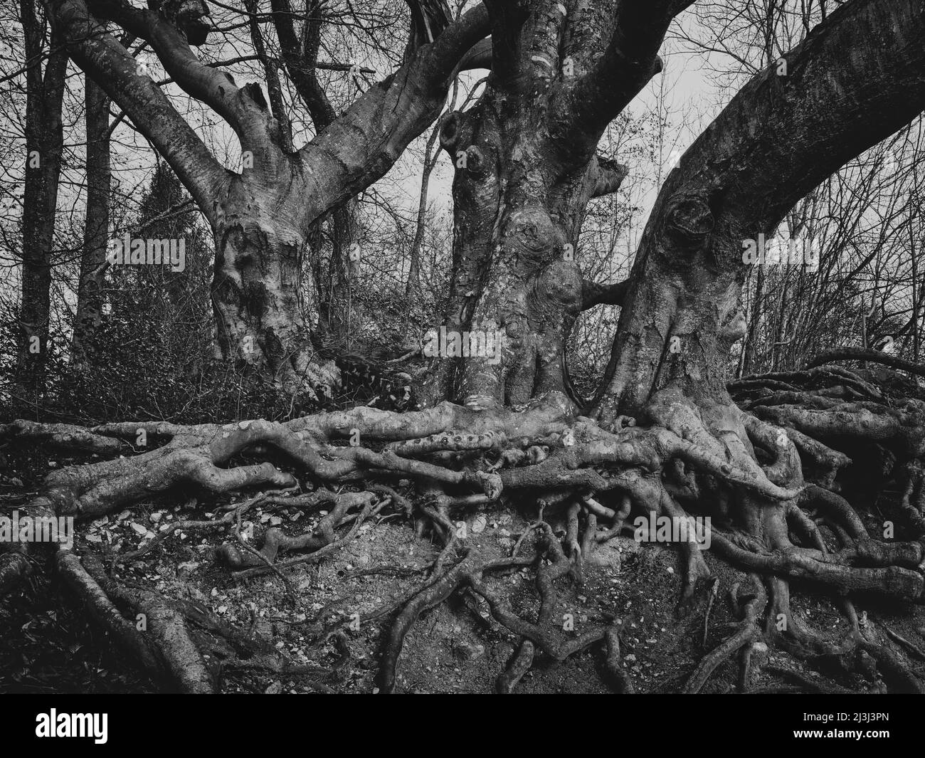 Very old beech tree Black and White Stock Photos & Images - Alamy