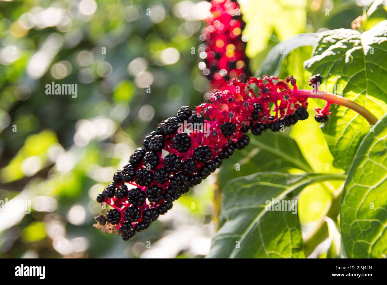 Herbal plant: Indian pokeweed (Phytolacca acinosa) which is locally  used relief from pain. It has antiasthmatic, antifungal, expectorant, antibacteri Stock Photo