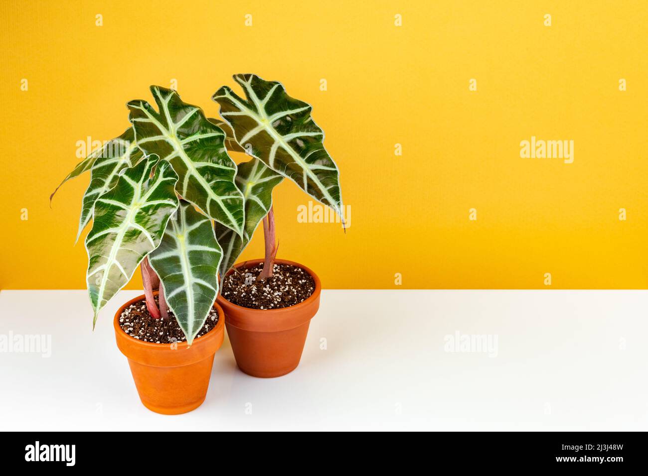 anthurium dussii Anthurium Dark Desire - Studio Plantes