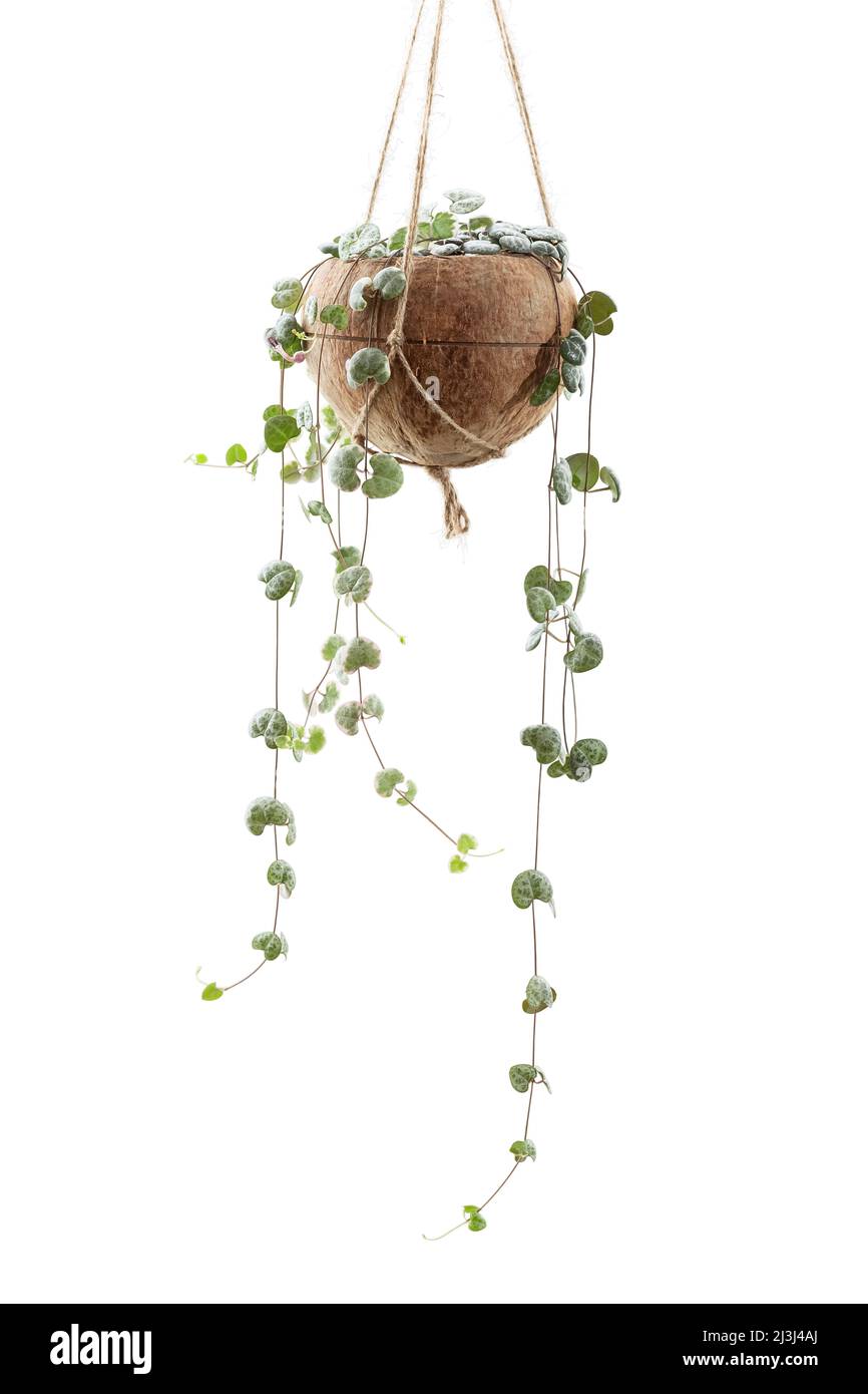 Ceropegia woodii plant or String of Hearts houseplant in DIY coconut shell pot isolated on white isolated background Stock Photo