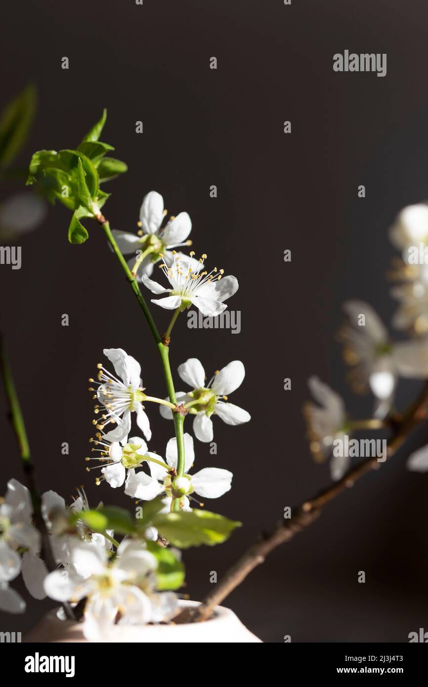 Cherry (Prunus) flowers Stock Photo