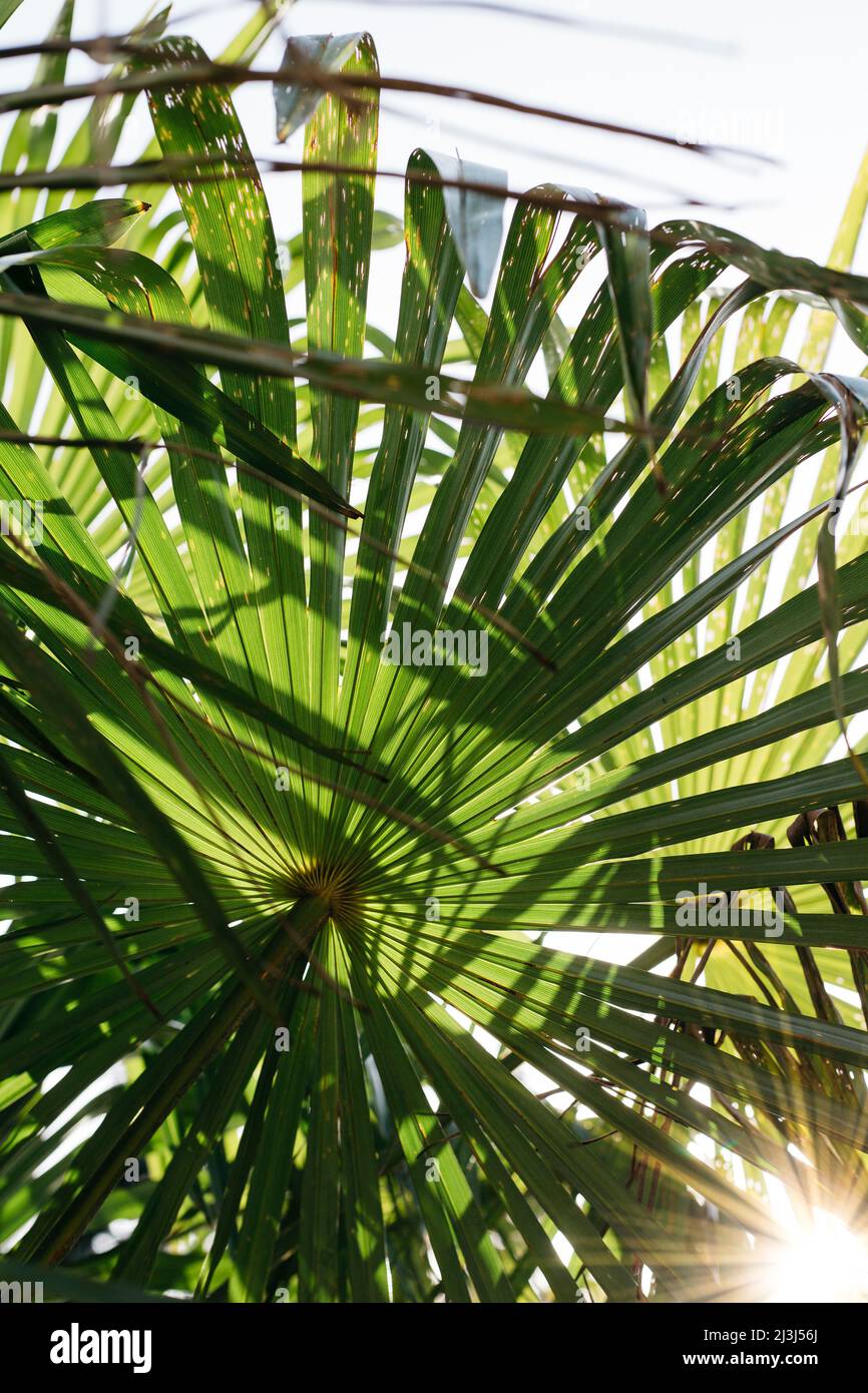 Palm frond of hemp palm in sunlight Stock Photo