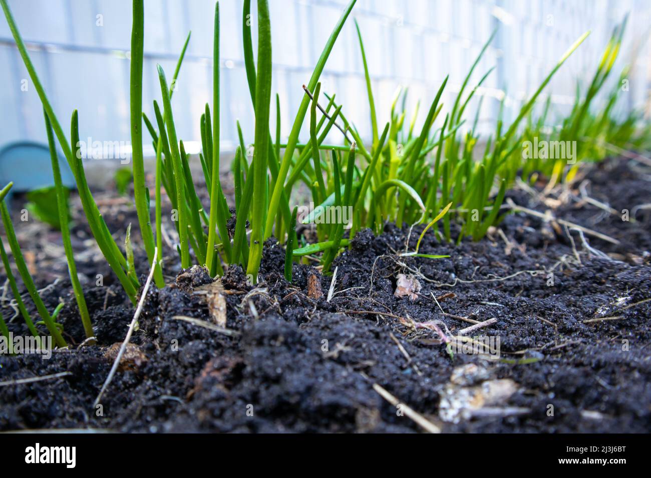 The first greens in spring, green onions in the garden. nature wakes up. Stock Photo