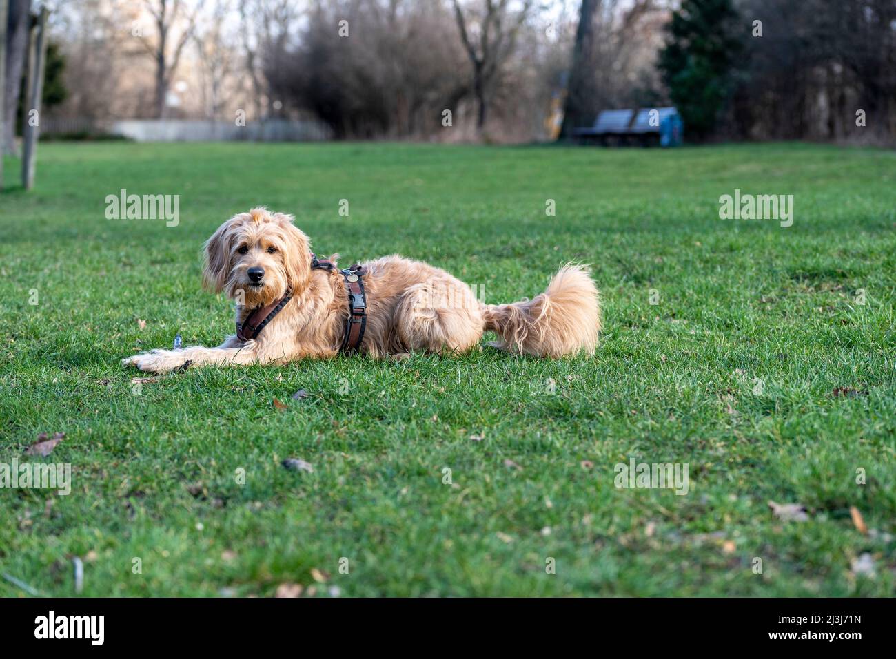 Cream colored dog, goldendoodle, lying on a meadow Stock Photo