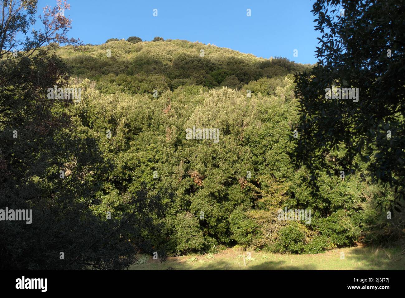 scenic Minardo Mount oak holm trees covered in Etna Park, Sicily Stock Photo