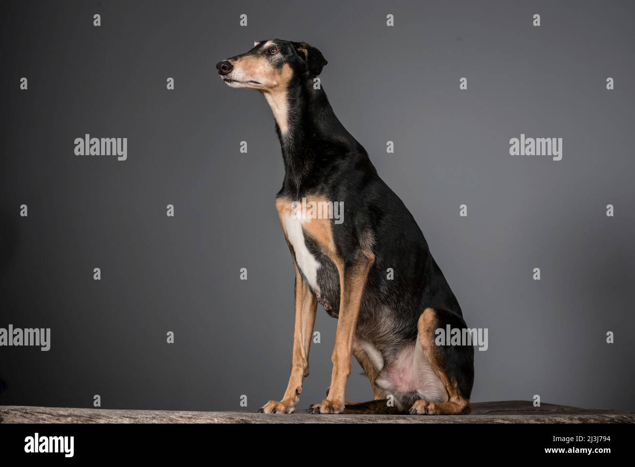 Sighthound of the Polish breed Chart Polski (FCI Group 10, Section 3, Standard No. 333). Stock Photo