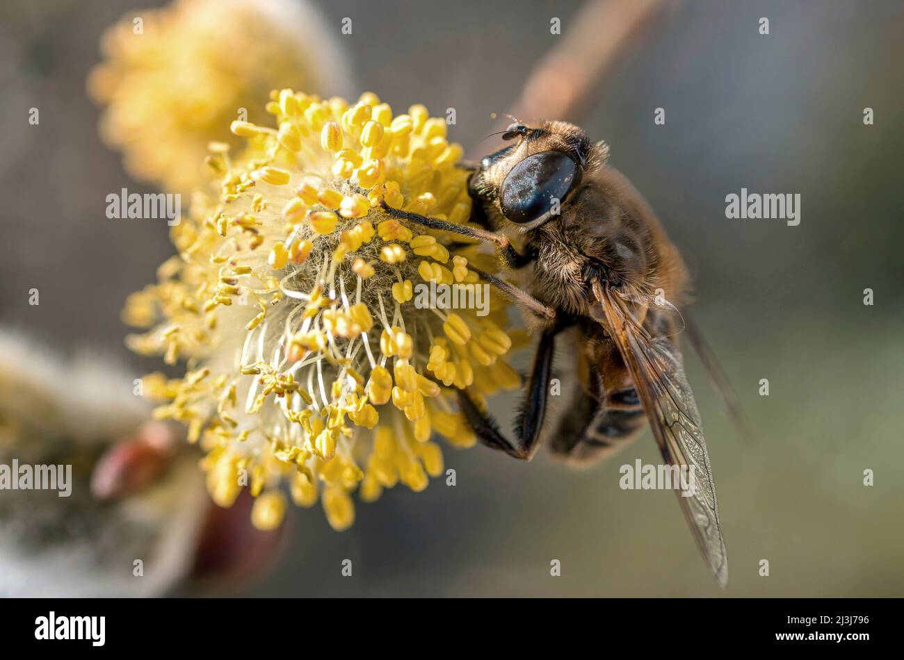 Western honey bee (Apis mellifera) pollinating a willow catkin (Salix caprea) Germany, Europe Stock Photo