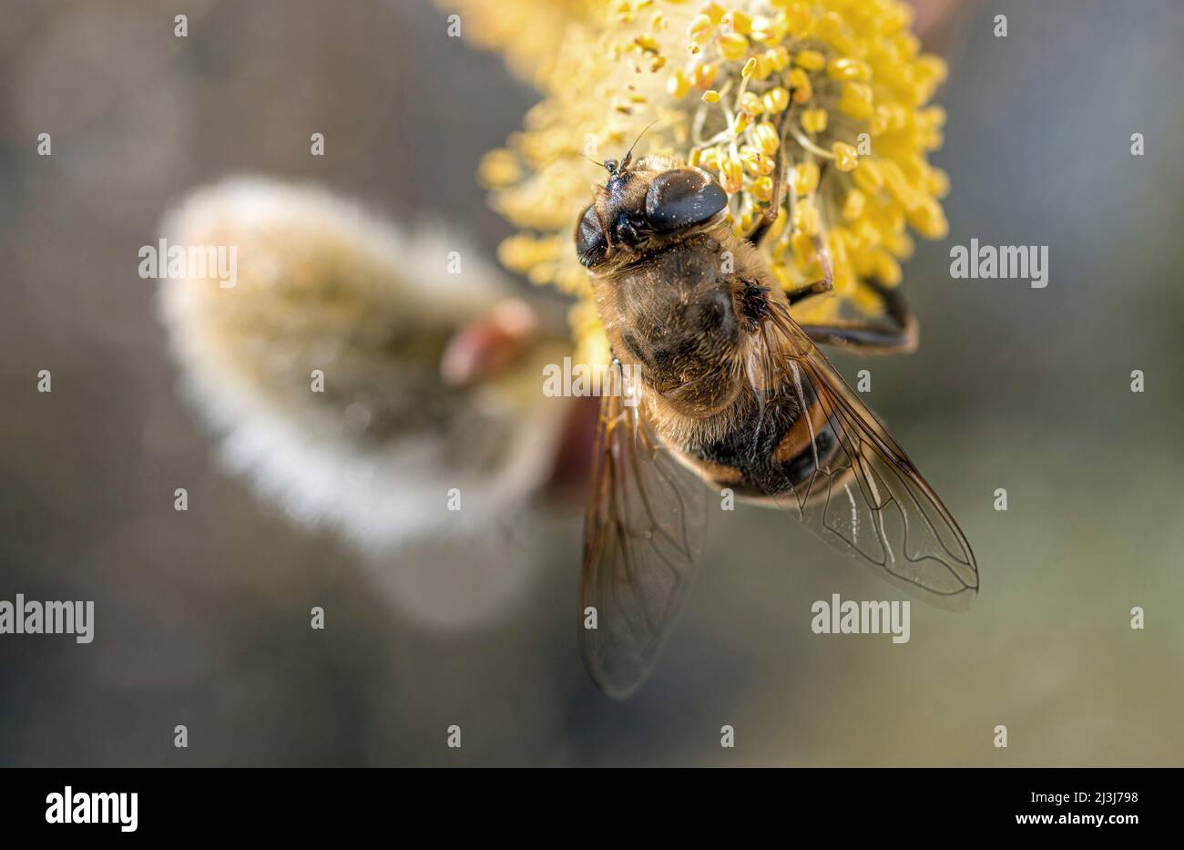 Western honeybee (Apis mellifera) pollinating a willow catkin (Salix caprea) Germany, Europe Stock Photo