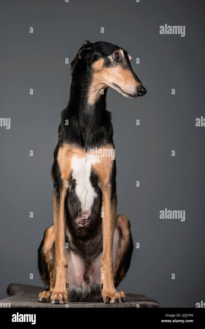 Sighthound of the Polish breed Chart Polski (FCI Group 10, Section 3, Standard No. 333). Stock Photo