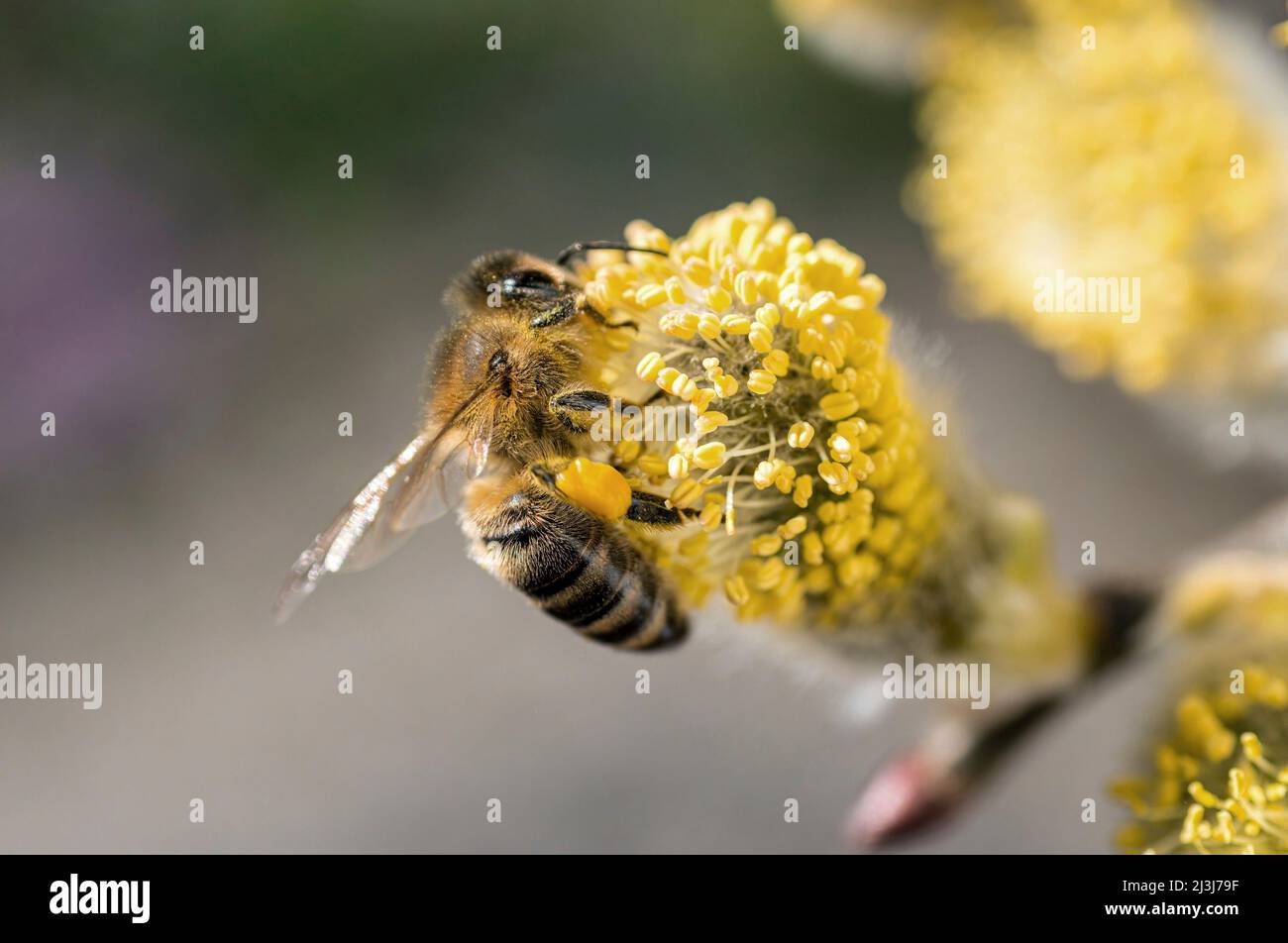 Western honey bee (Apis mellifera) pollinating a willow catkin (Salix