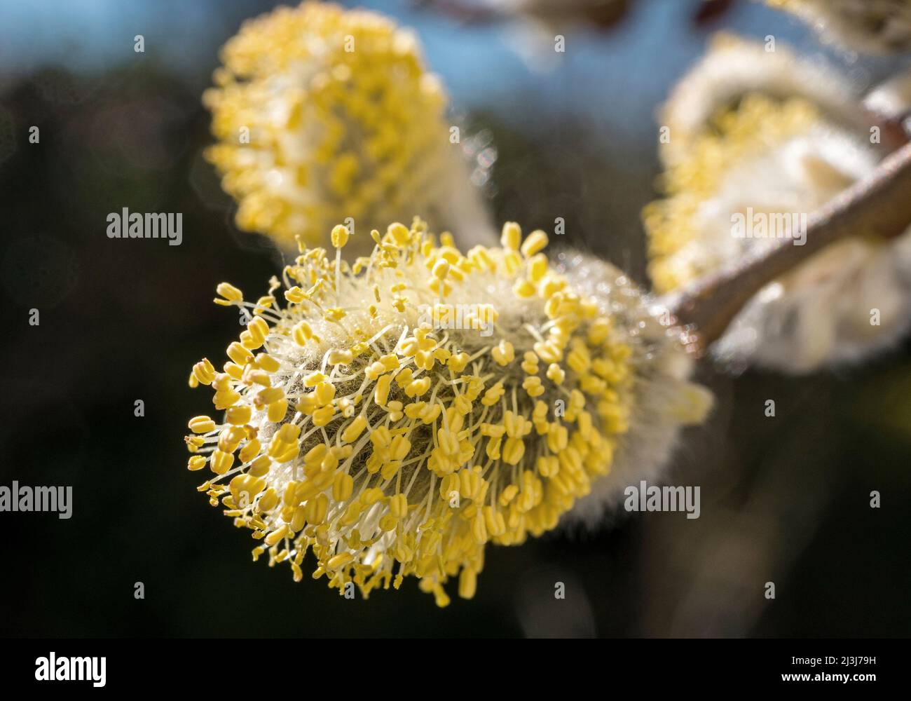 Yellow flowering sal willow (Salix caprea) with male flowers, willow catkins, Bavaria, Germany, Europe Stock Photo