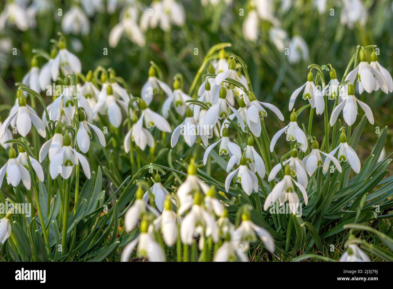 Harbinger of spring, blooming snowdrops, Galanthus nivalis, Bavaria, Germany, Europe Stock Photo