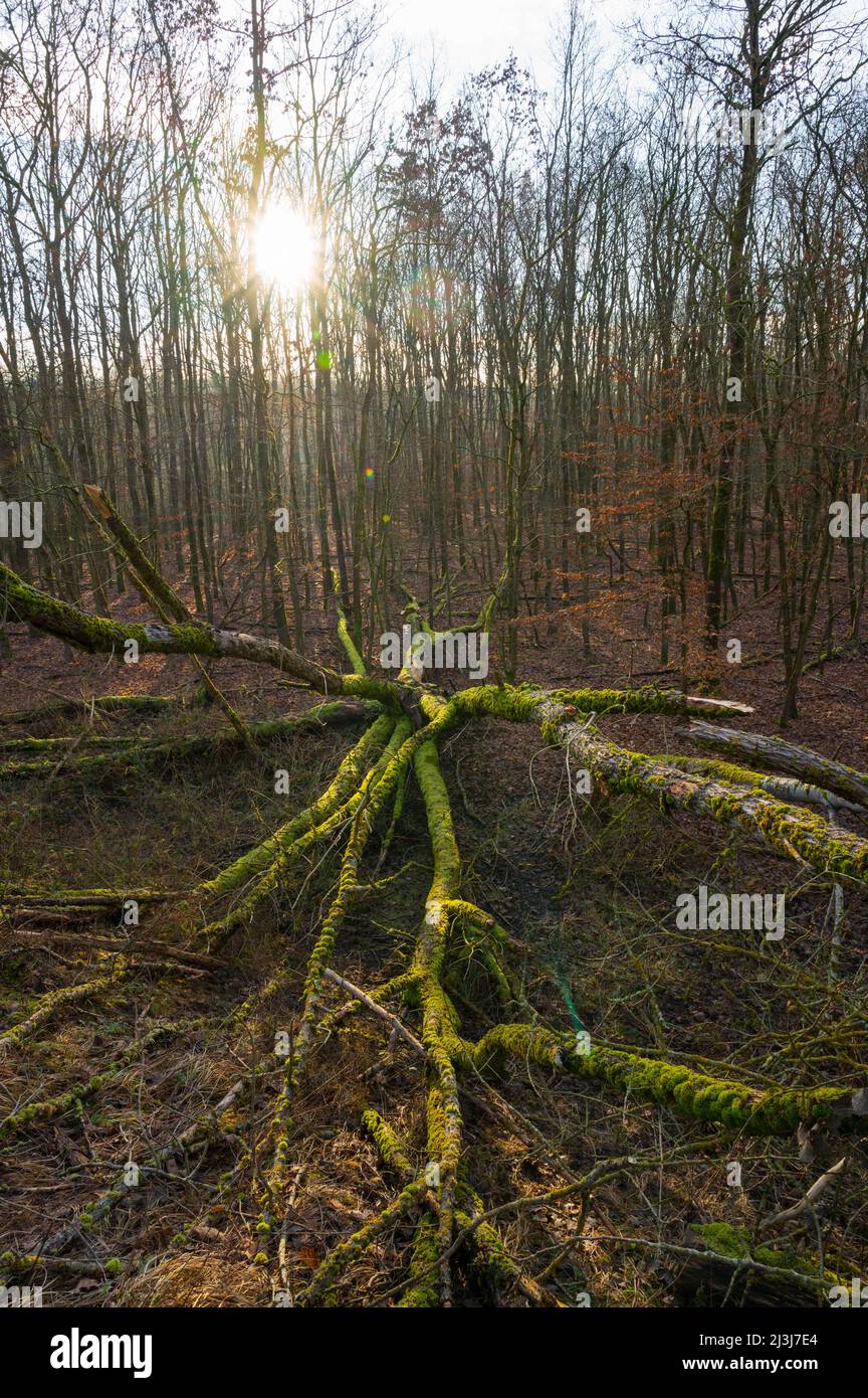 Old fallen tree hi-res stock photography and images - Alamy