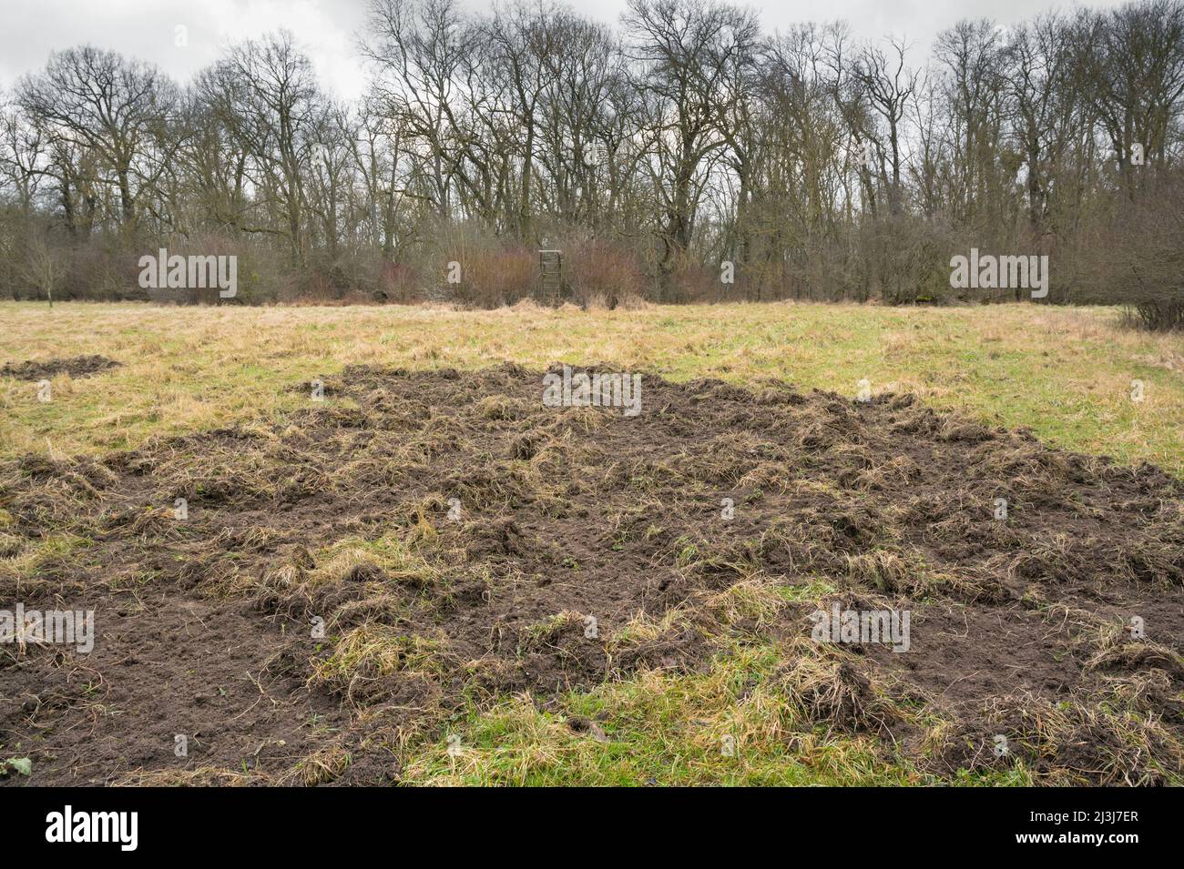 Game damage caused by wild boar in a meadow, January, Hesse, Germany Stock Photo