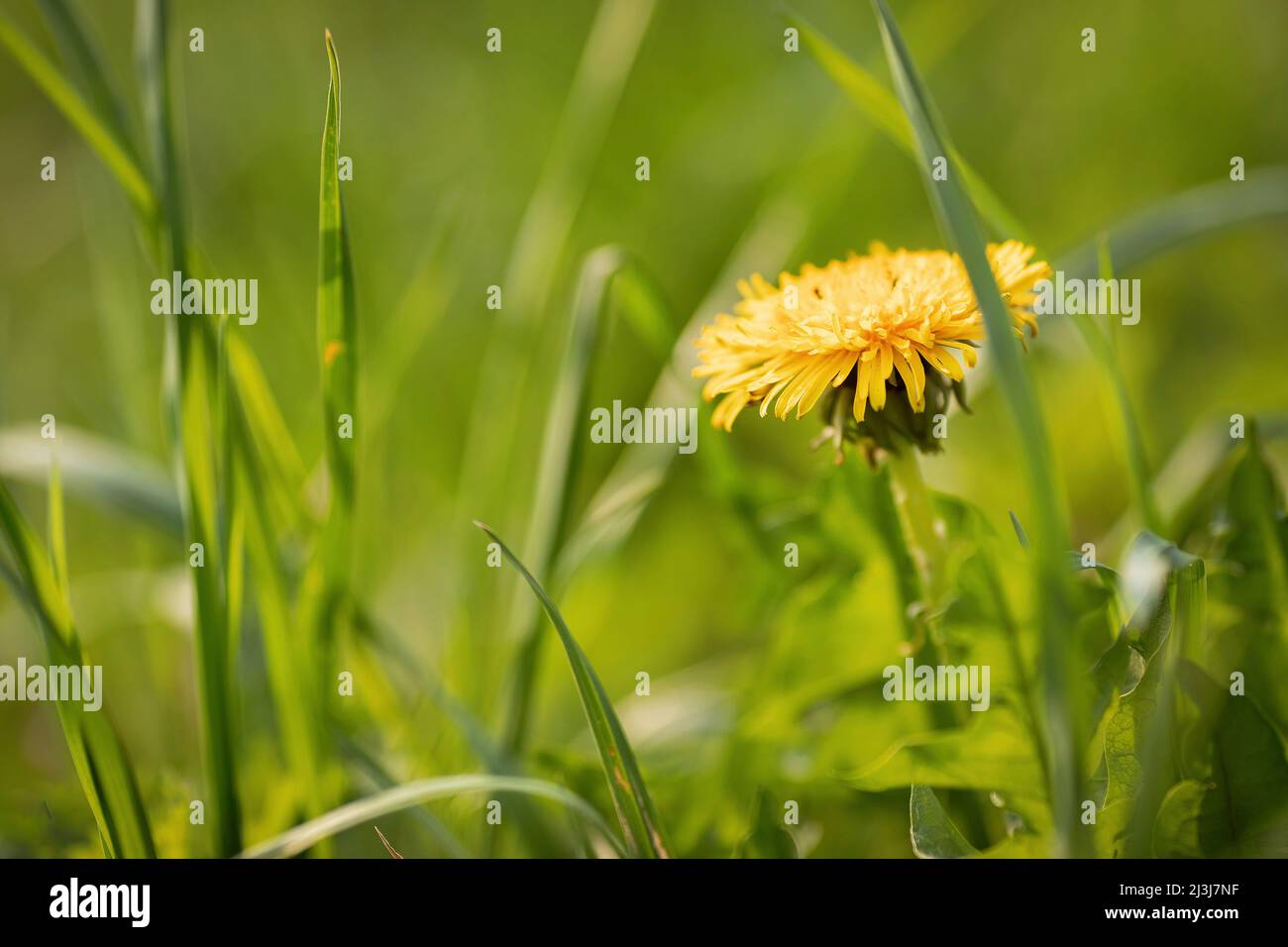 Meadow plants dandelion close hi-res stock photography and images - Alamy