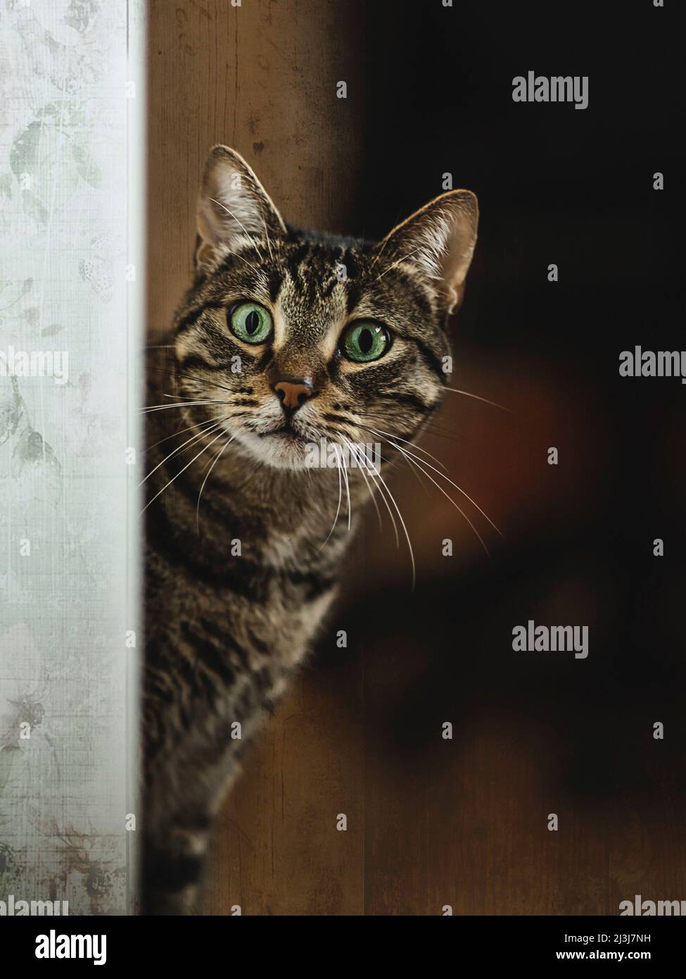 A curious cat. Stock Photo