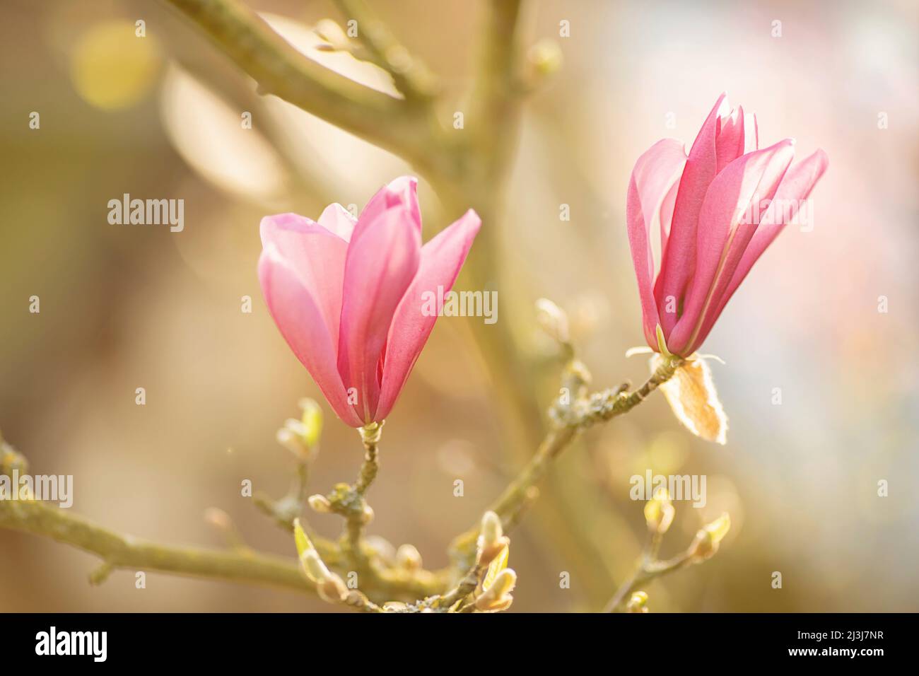 Magnolia branch hi-res stock photography and images - Alamy