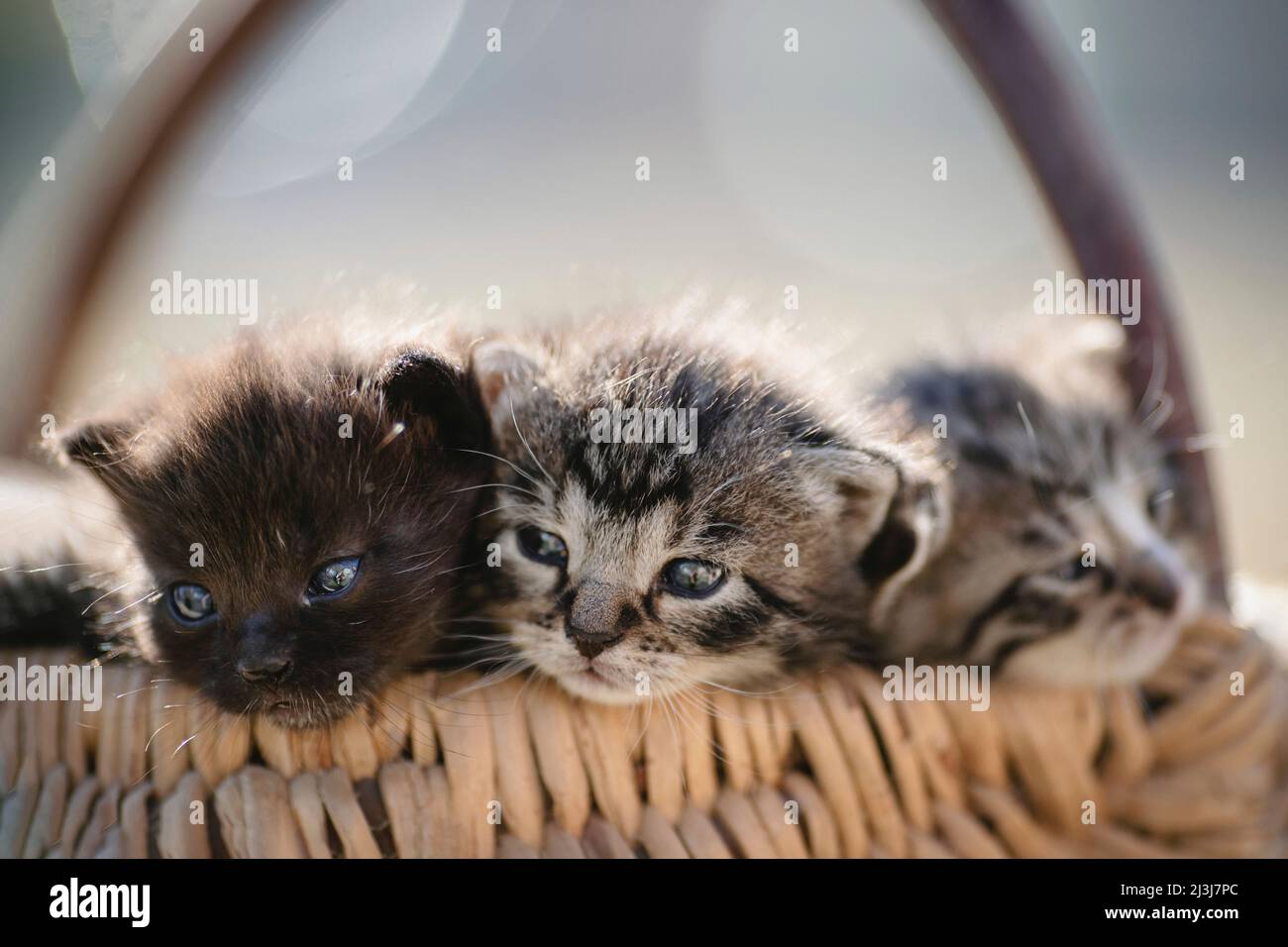 Three kittens in a basket. Stock Photo