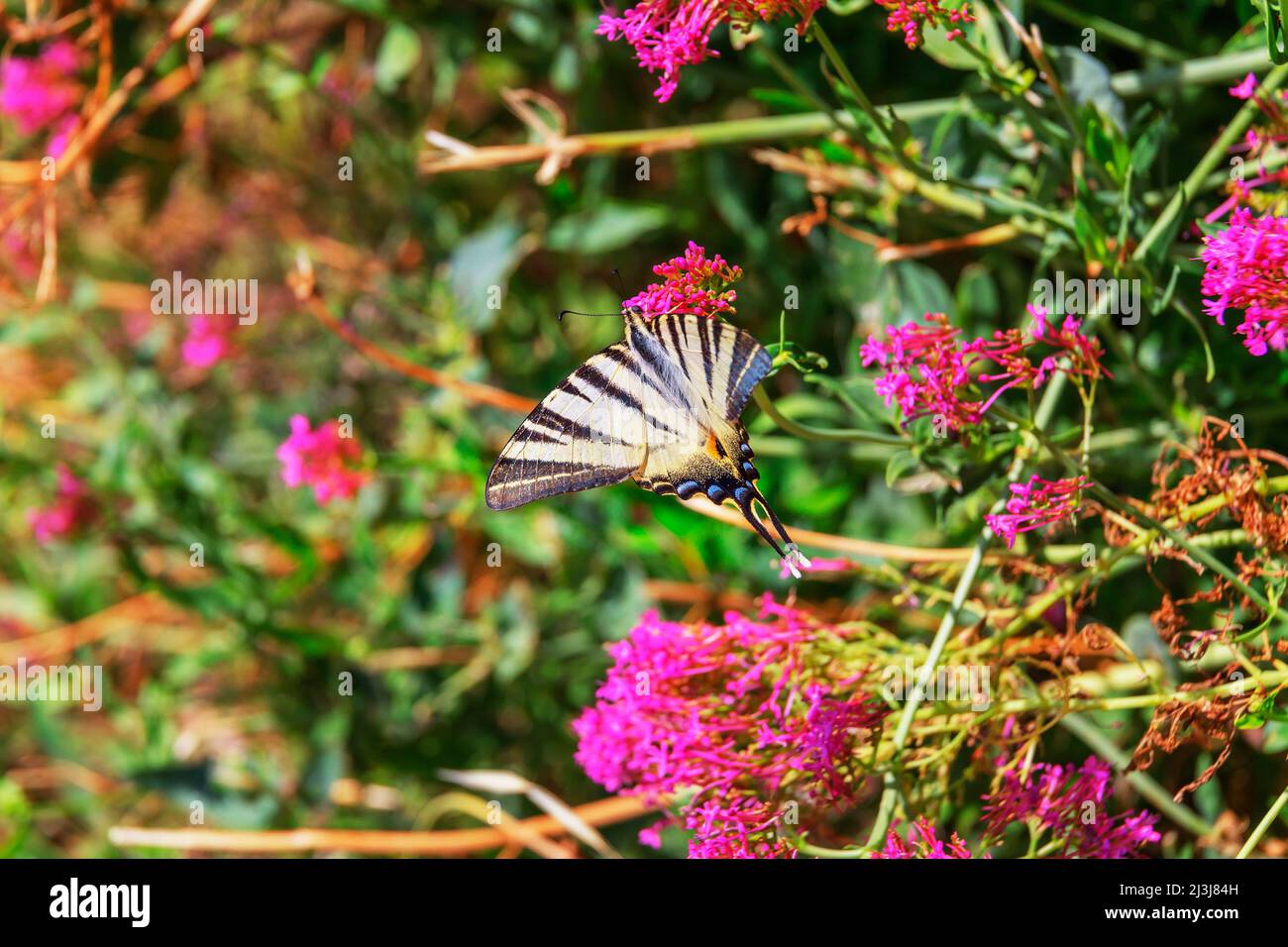Scarce swallowtail butterfly (Iphiclides podalirius) flying over flowers, Vernazza, Cinque Terre, Liguria, Italy Stock Photo