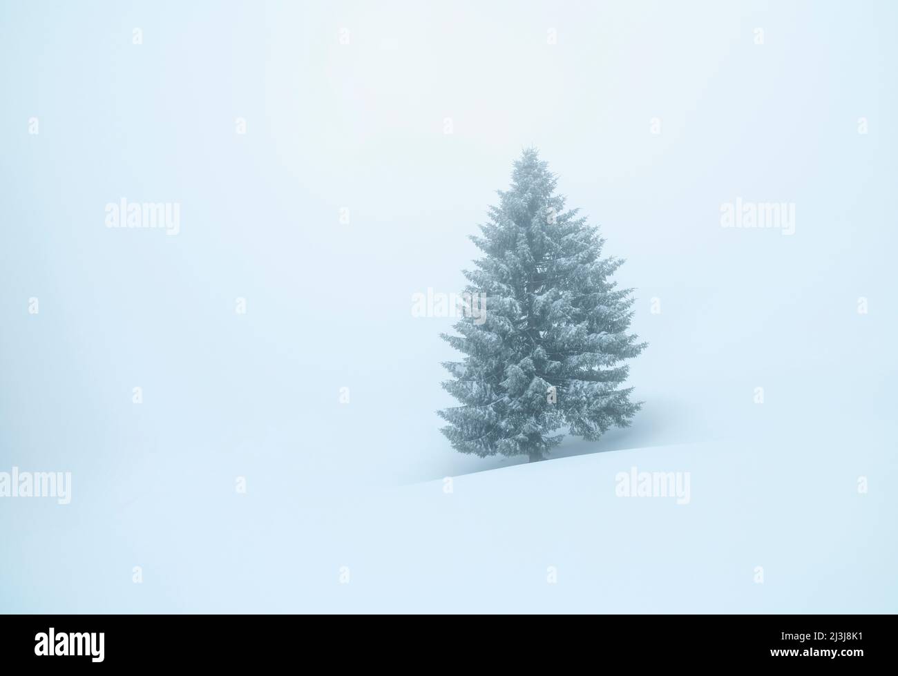Winter snowy tree in dense fog. Bavaria, Germany Stock Photo