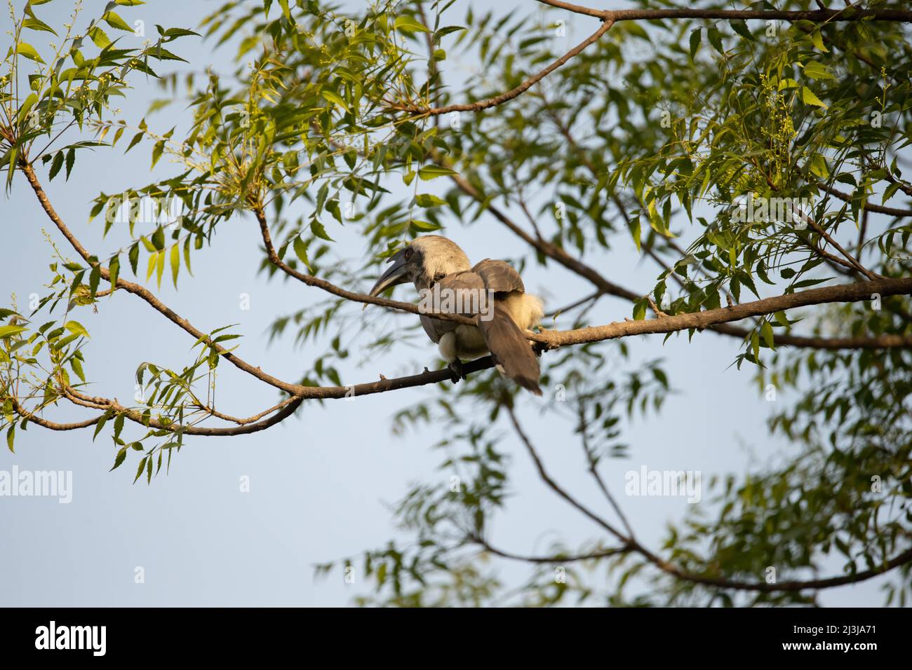 Indian Grey Hornbill sitting in a tree Stock Photo