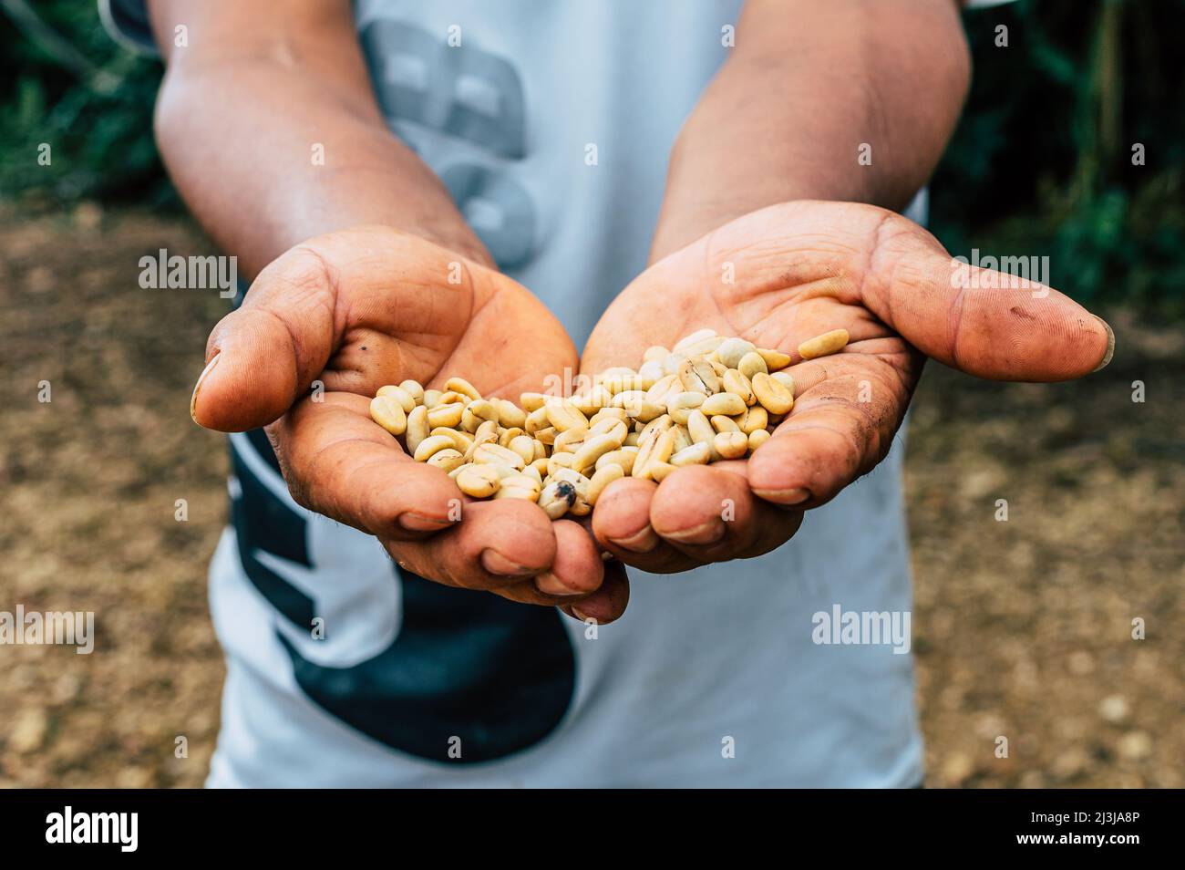 Coffee Farmer Showing Coffee Beans Stock Photo Alamy