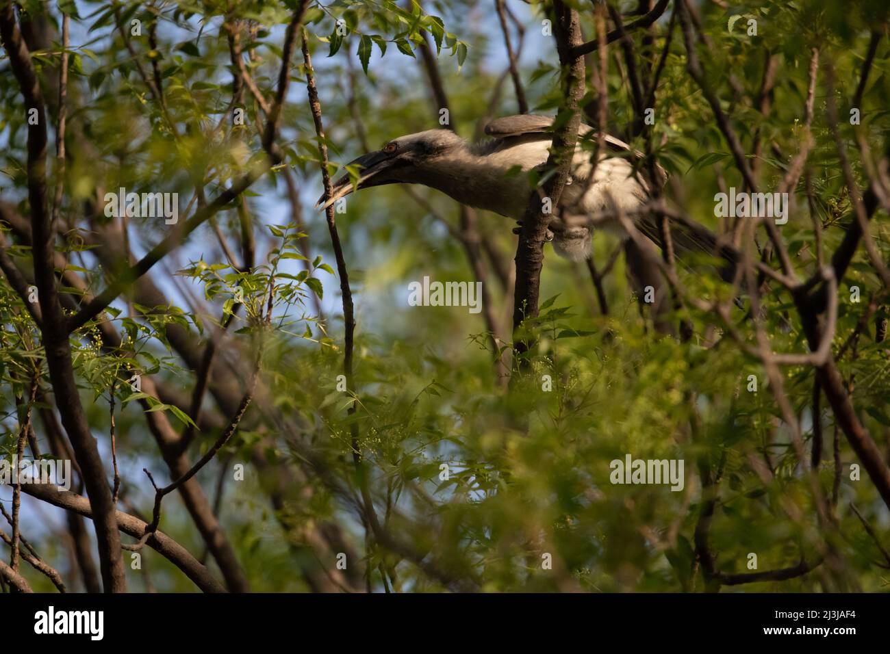 Indian Grey Hornbill sitting in a tree Stock Photo