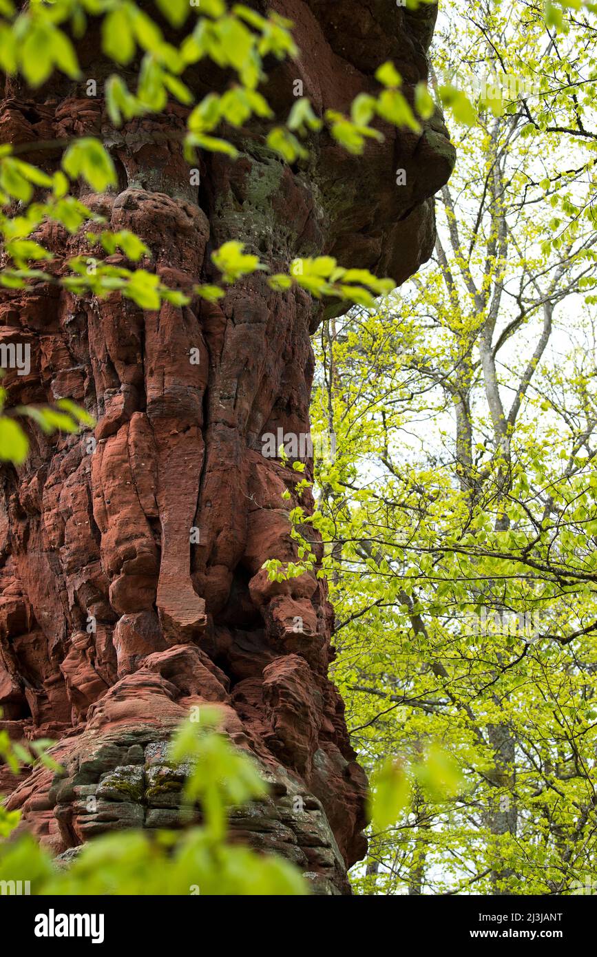 Pea rock, massif of red sandstone, deciduous forest in spring green, France, Lorraine, Département Moselle, Bitcherland, Regional Park Northern Vosges, Biosphere Reserve Pfälzerwald-Nordvogesen Stock Photo
