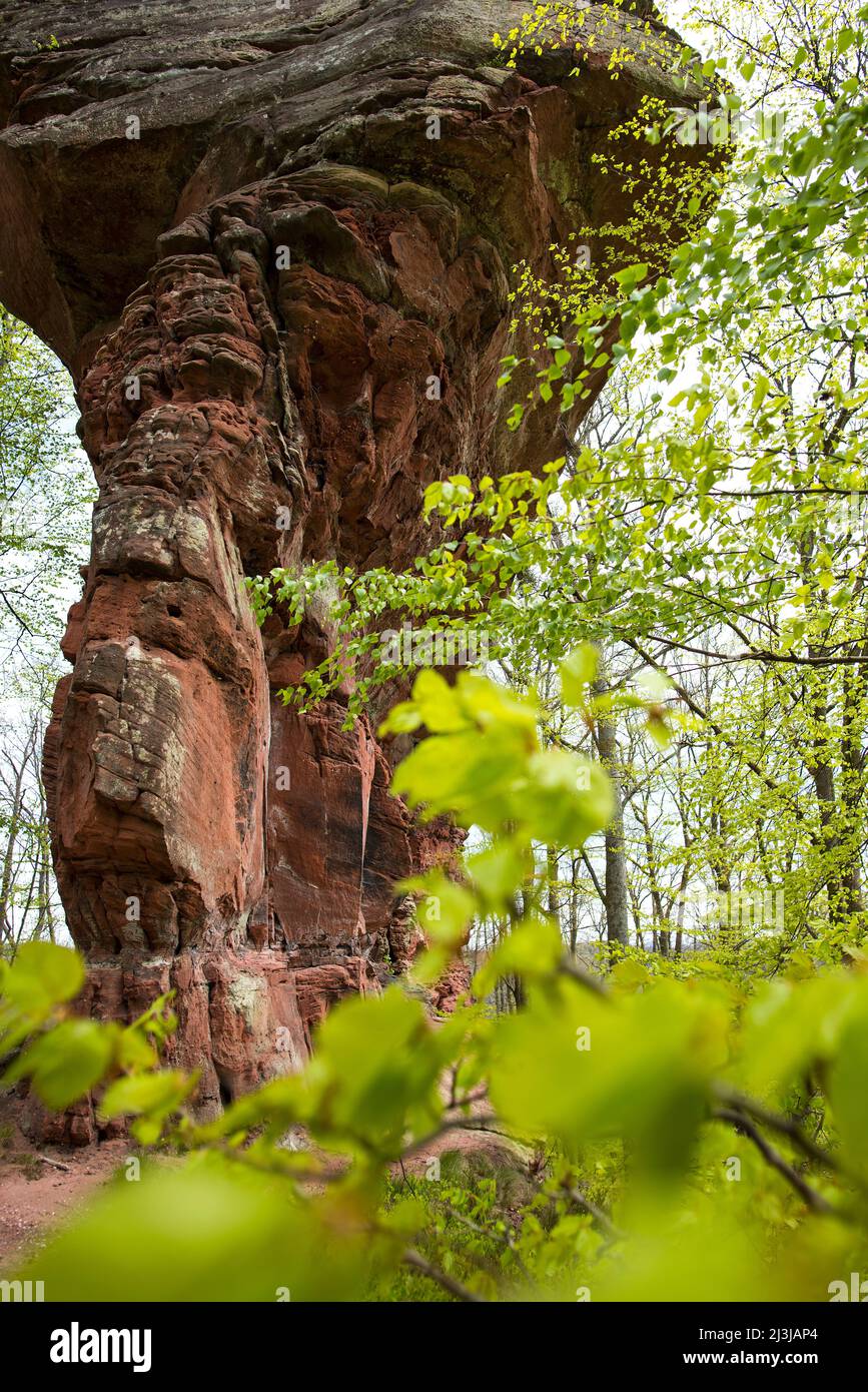 Pea rock, massif of red sandstone, deciduous forest in spring green, France, Lorraine, Département Moselle, Bitcherland, Regional Park Northern Vosges, Biosphere Reserve Pfälzerwald-Nordvogesen Stock Photo