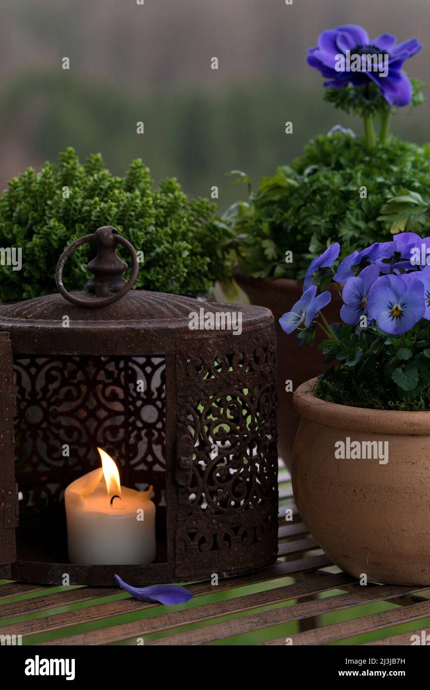 Still life, pots with blue blooming spring flowers, burning candle in an old lantern Stock Photo