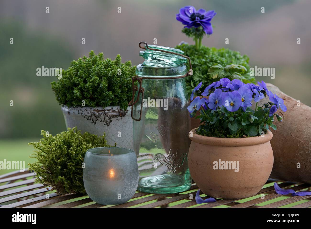 Still life, pots with blue blooming spring flowers, herbs, lantern and storage jar stand on a table Stock Photo