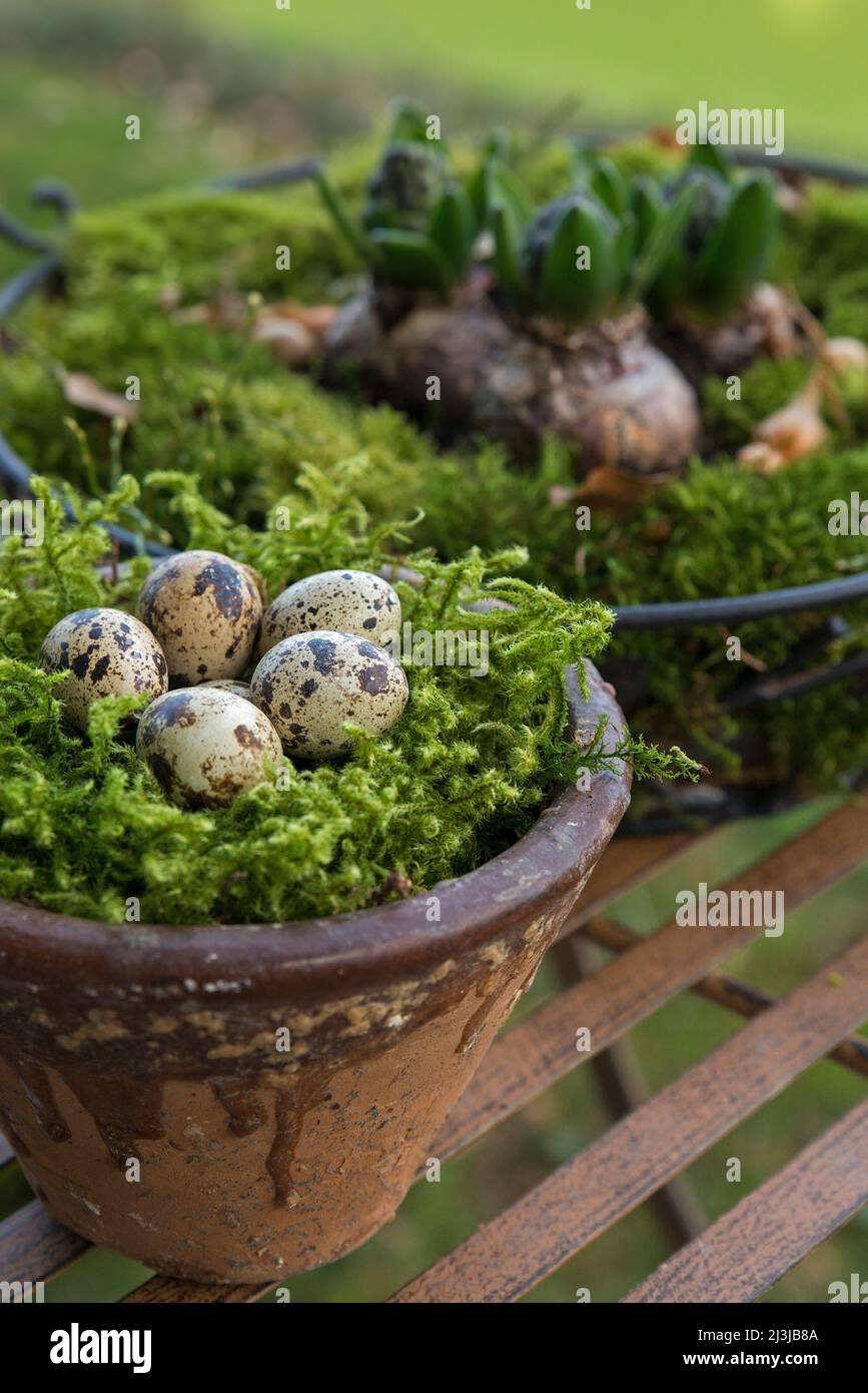 Clay pot with moss nest and quail eggs, basket with hyacinths in background, natural decoration Stock Photo