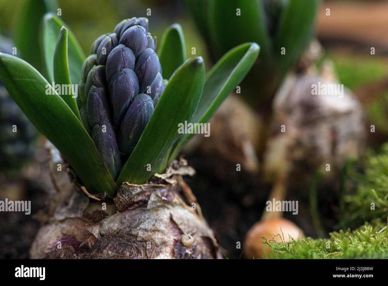 Hyacinth (Hyacinthus), garden hyacinth, bulb with flower buds Stock