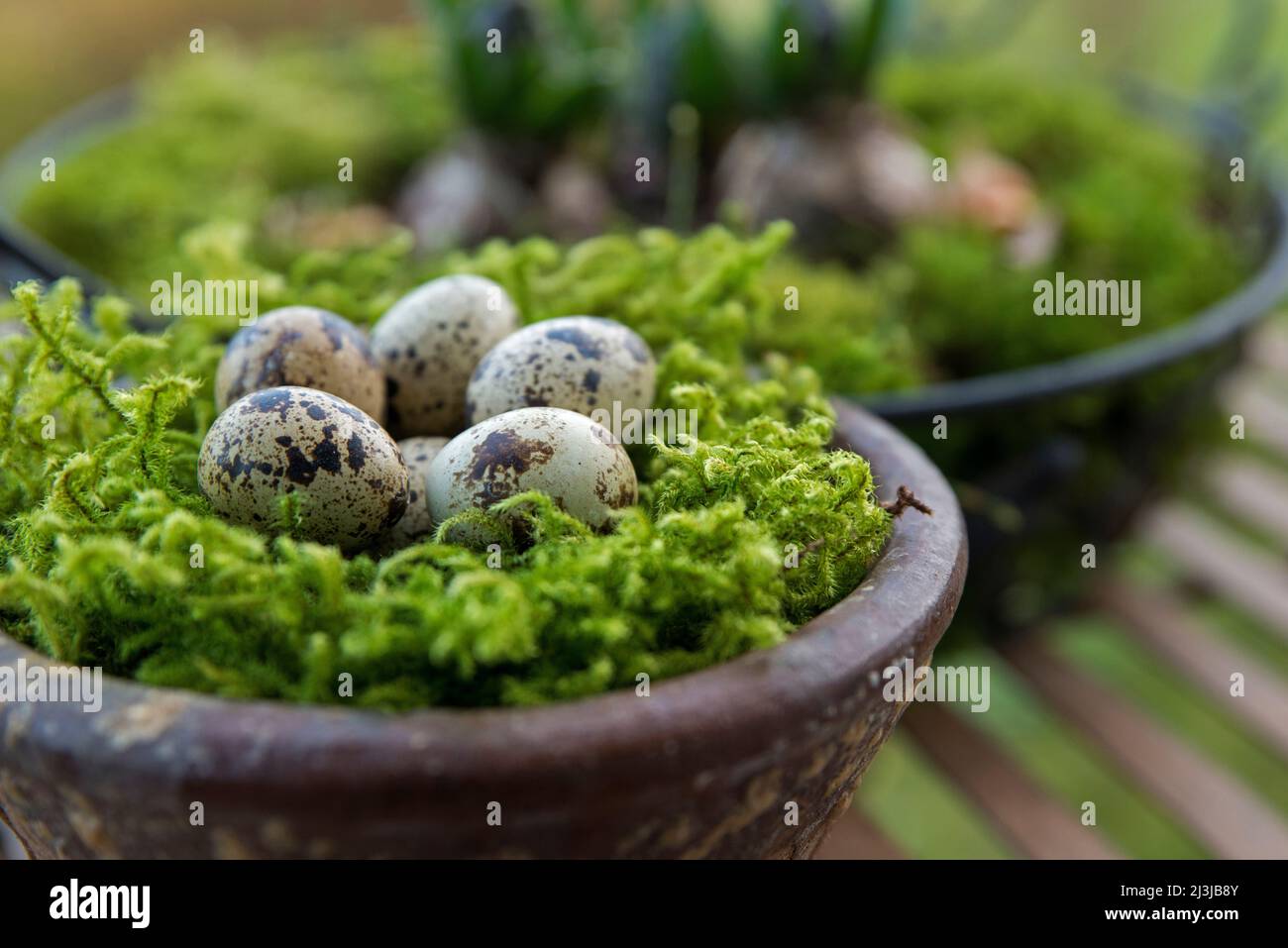 Clay pot with moss nest and quail eggs, natural decoration Stock Photo
